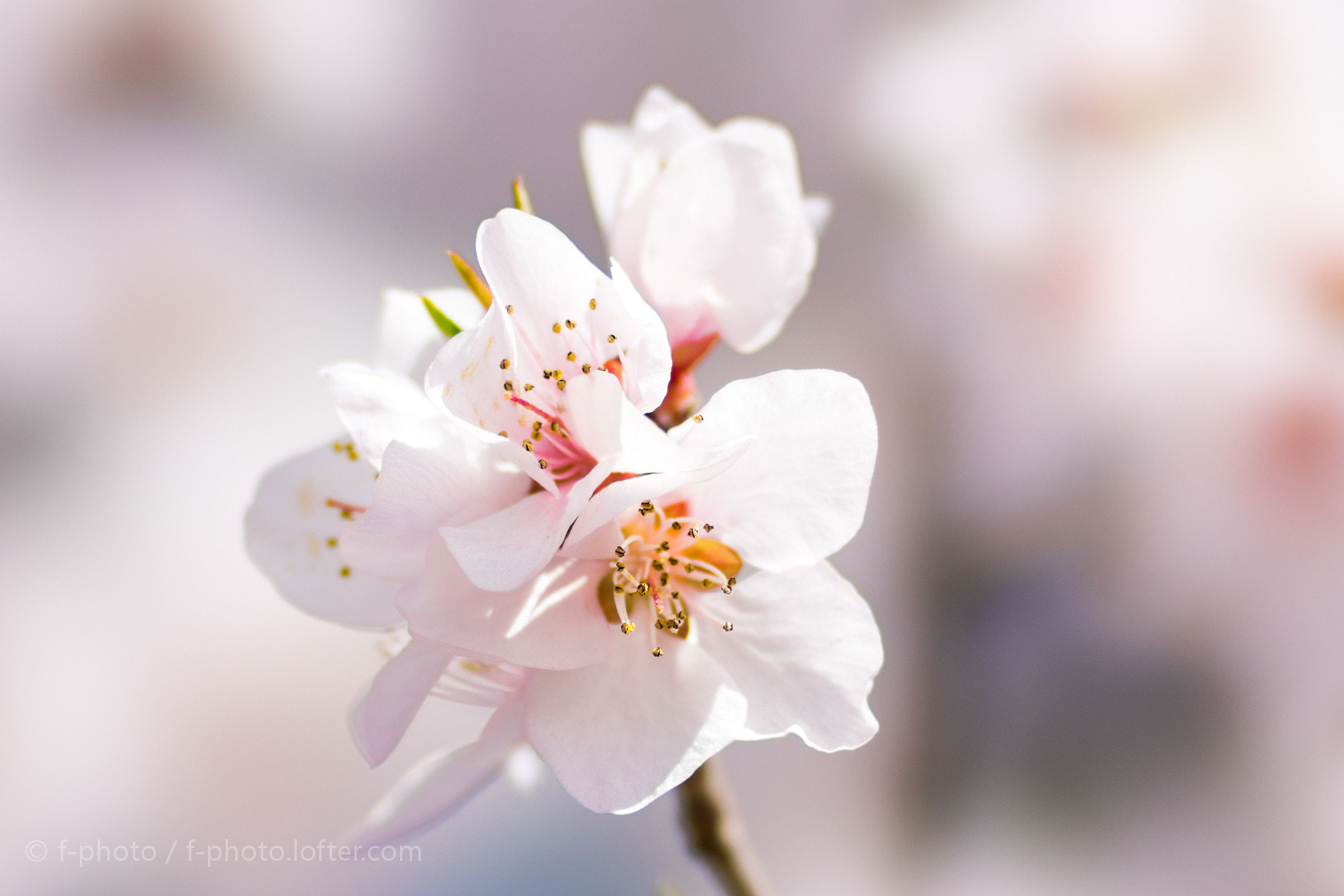 Sony 135mm F2.8 [T4.5] STF sample photo.  spring flowers by 135stf !  photography