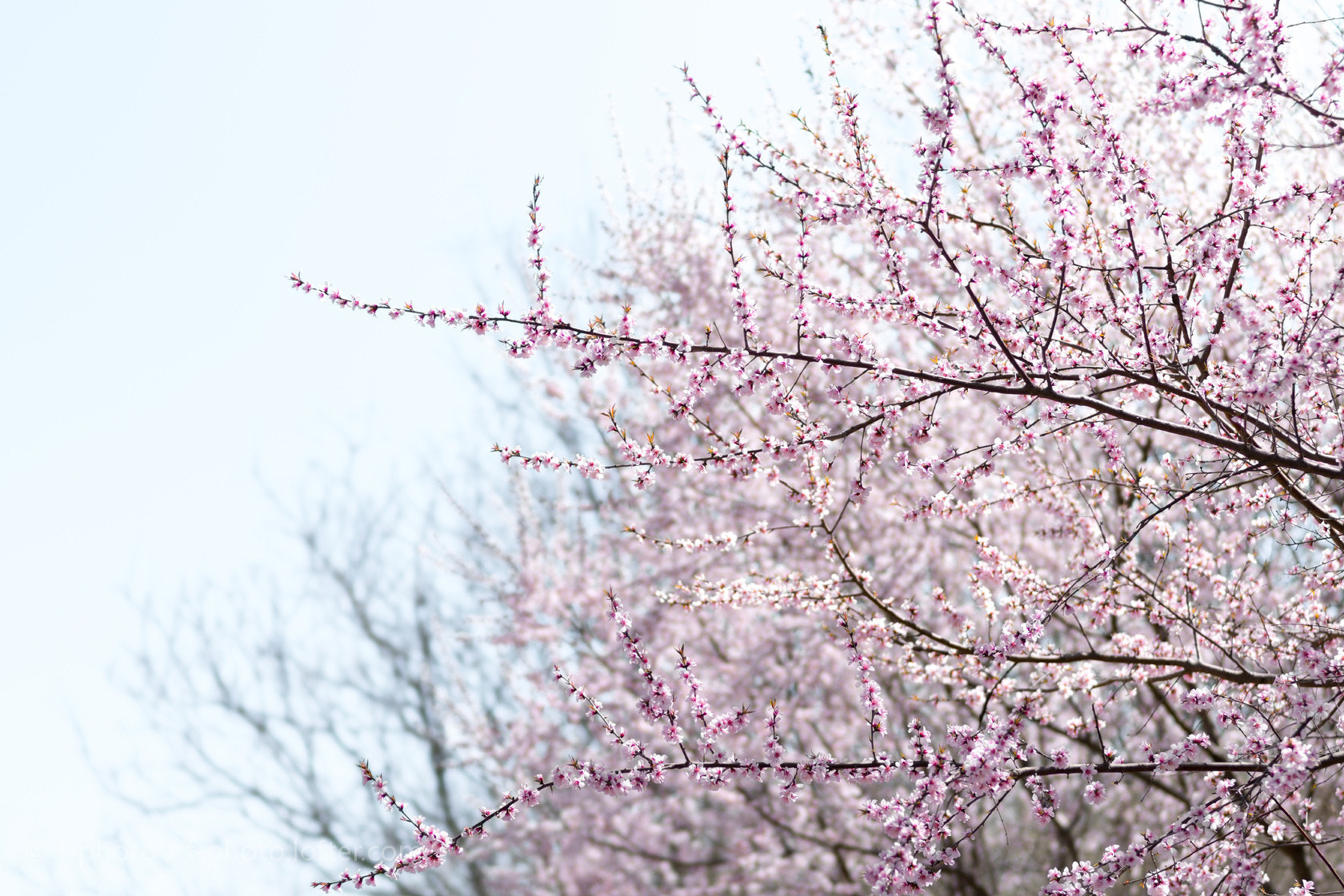 Sony 135mm F2.8 [T4.5] STF sample photo.  spring flowers by 135stf !  photography
