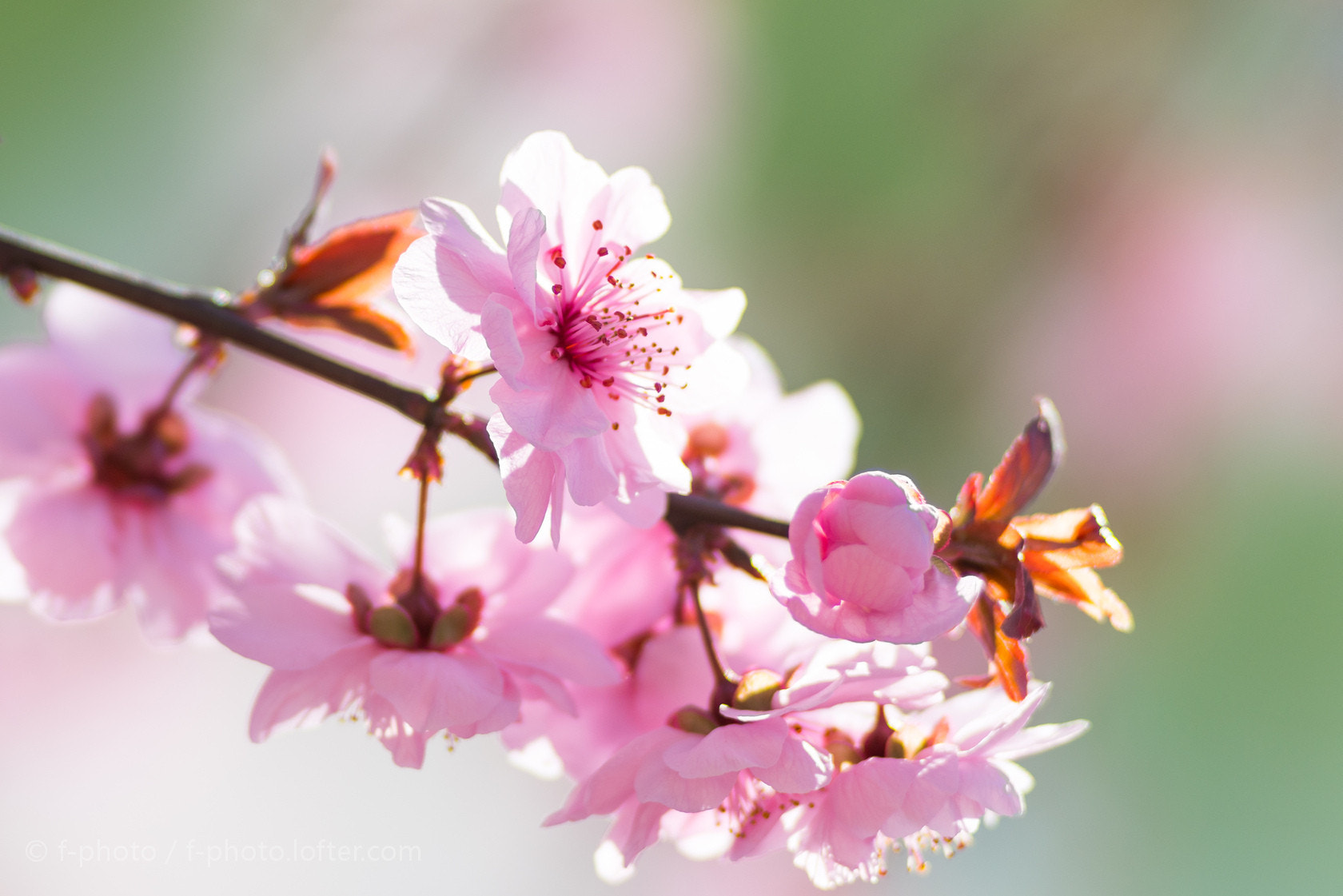 Sony 135mm F2.8 [T4.5] STF sample photo.  spring flowers by 135stf  photography