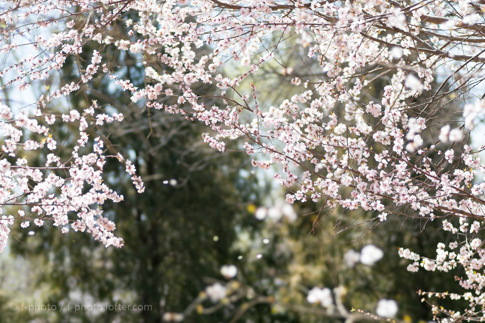 Sony 135mm F2.8 [T4.5] STF sample photo.  spring flowers by 135stf !  photography