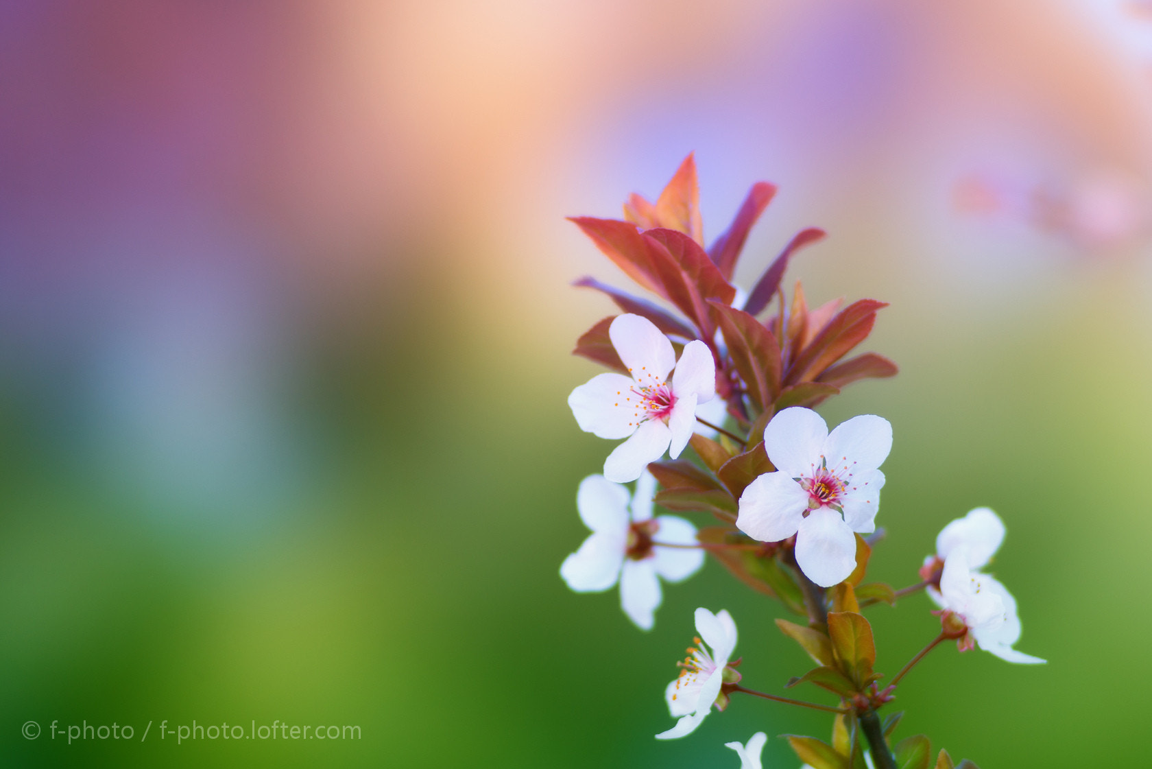 Sony 135mm F2.8 [T4.5] STF sample photo.  spring flowers by 135stf  photography
