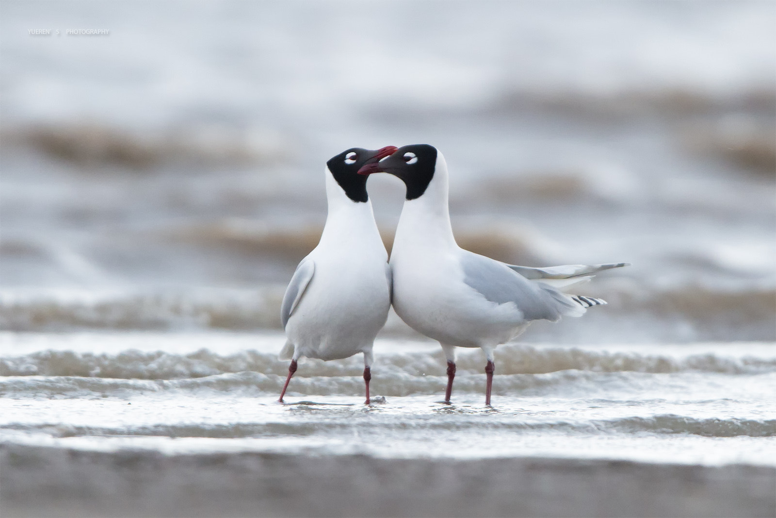 Nikon D4S + Nikon AF-S Nikkor 600mm F4G ED VR sample photo. 遗鸥之恋 photography