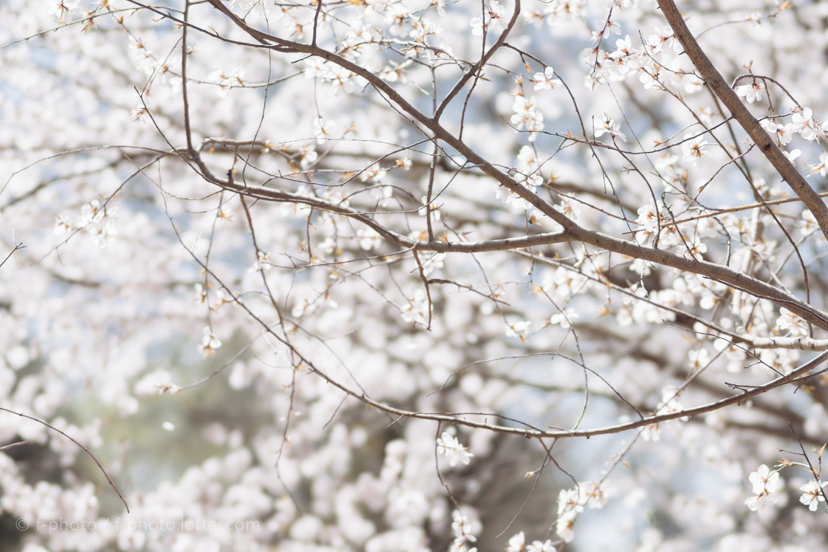 Sony 135mm F2.8 [T4.5] STF sample photo.  spring flowers by 135stf !  photography