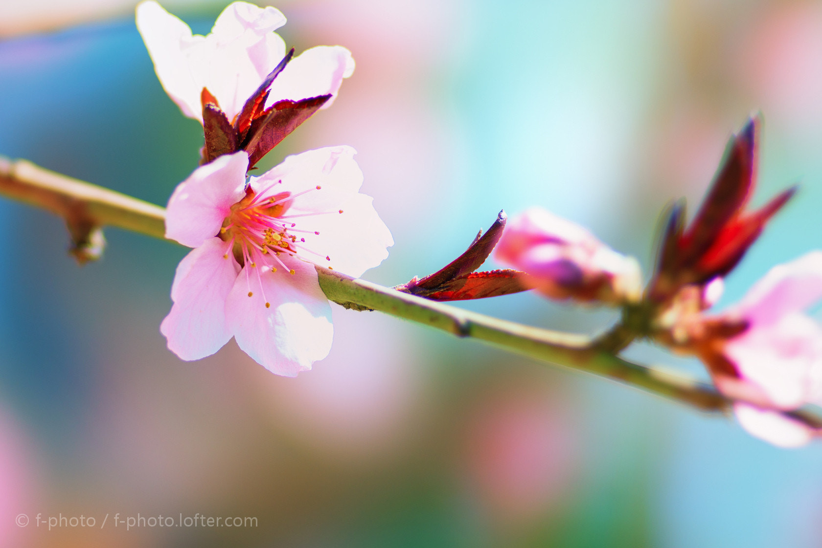 Sony 135mm F2.8 [T4.5] STF sample photo.  spring flowers by 135stf  photography