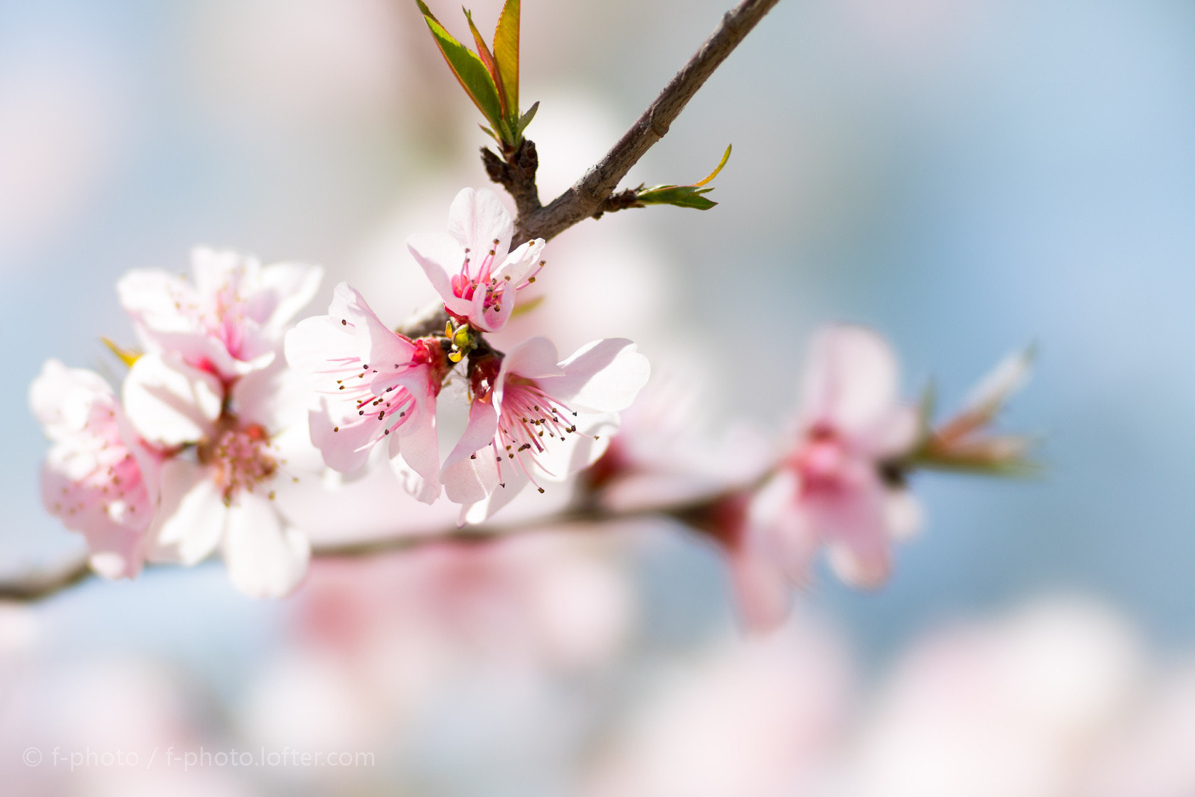 Sony 135mm F2.8 [T4.5] STF sample photo.  spring flowers by 135stf !  photography