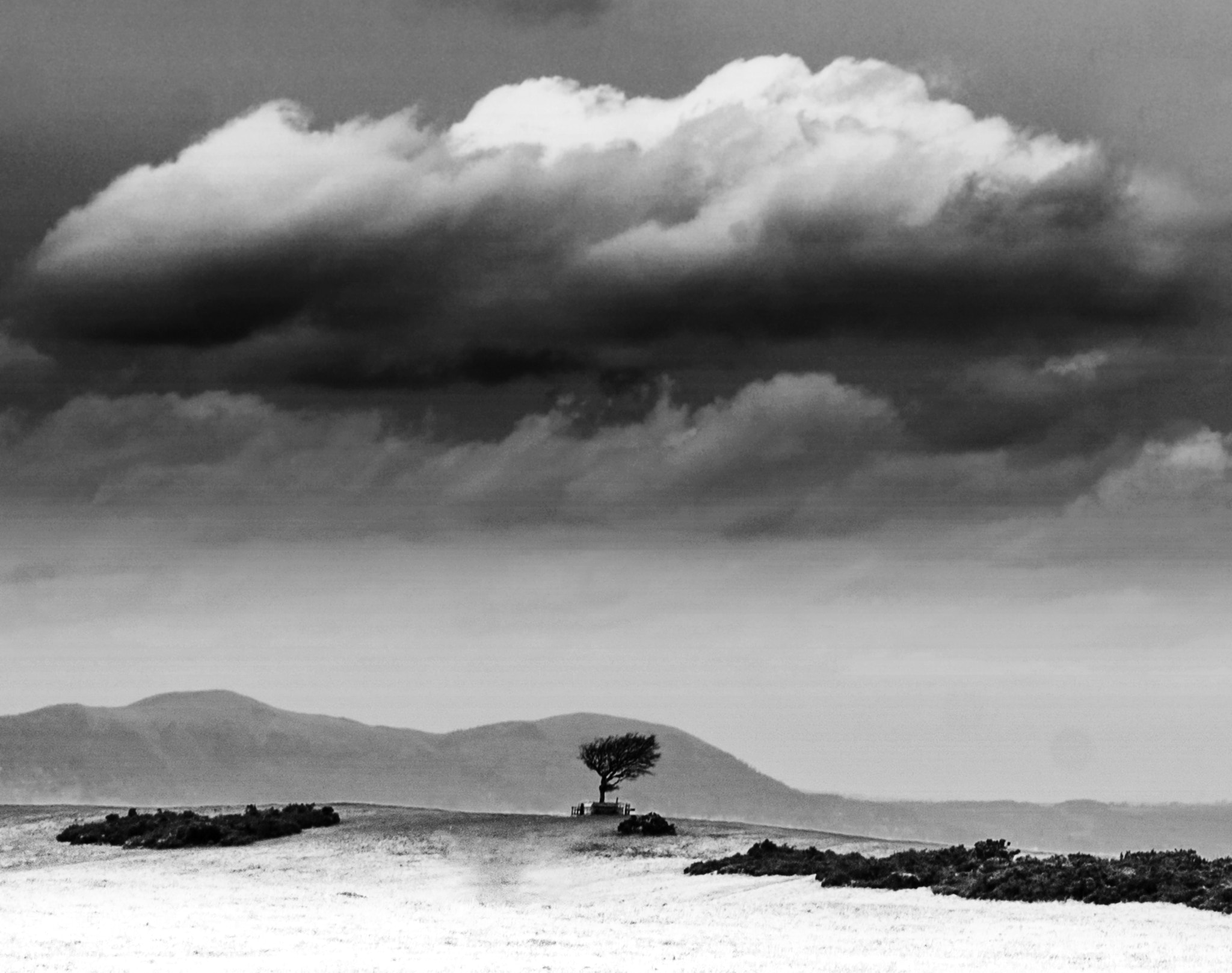 Sony Alpha DSLR-A700 + Minolta AF 100mm F2.8 Macro [New] sample photo. Last tree standing, cotswolds, gloucestershire photography