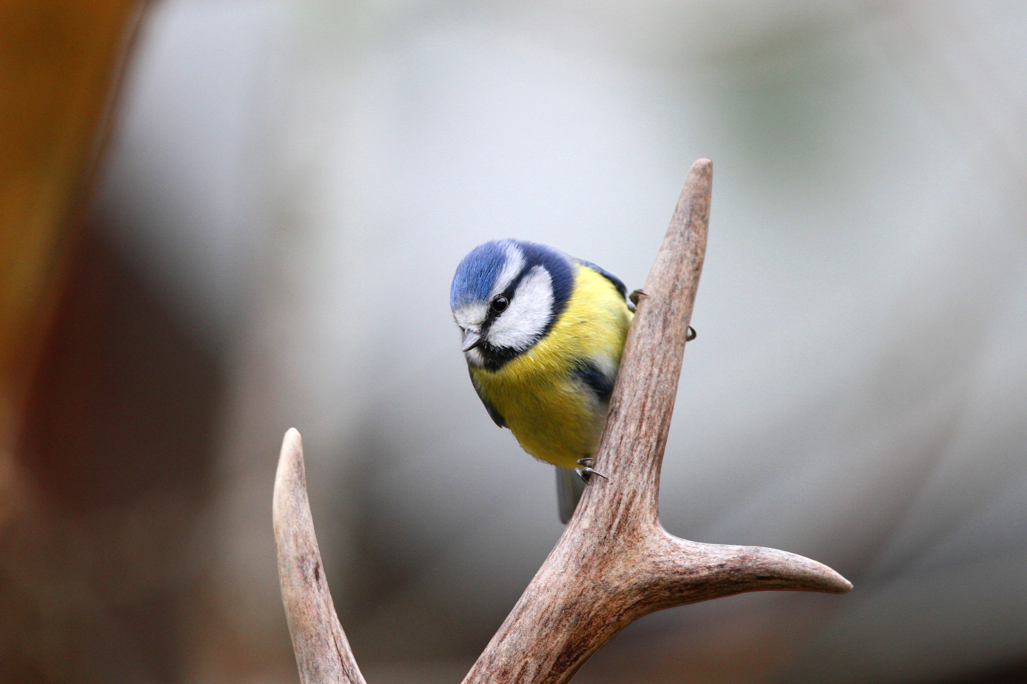 Canon EF 500mm F4L IS II USM sample photo. Blue tit on antler photography