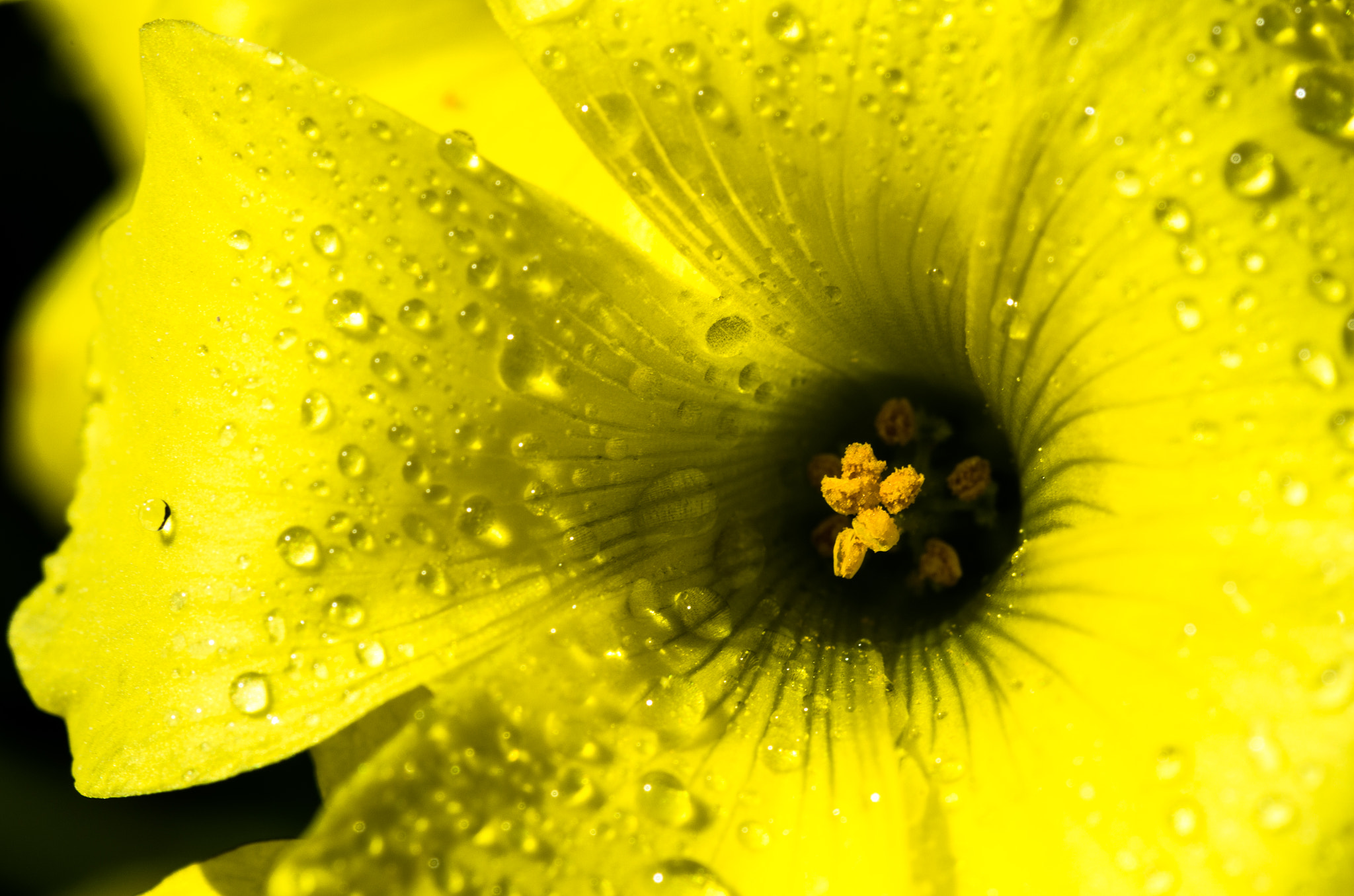 Pentax K-50 + Pentax smc D-FA 100mm F2.8 macro sample photo. Oxalis pes-caprae photography