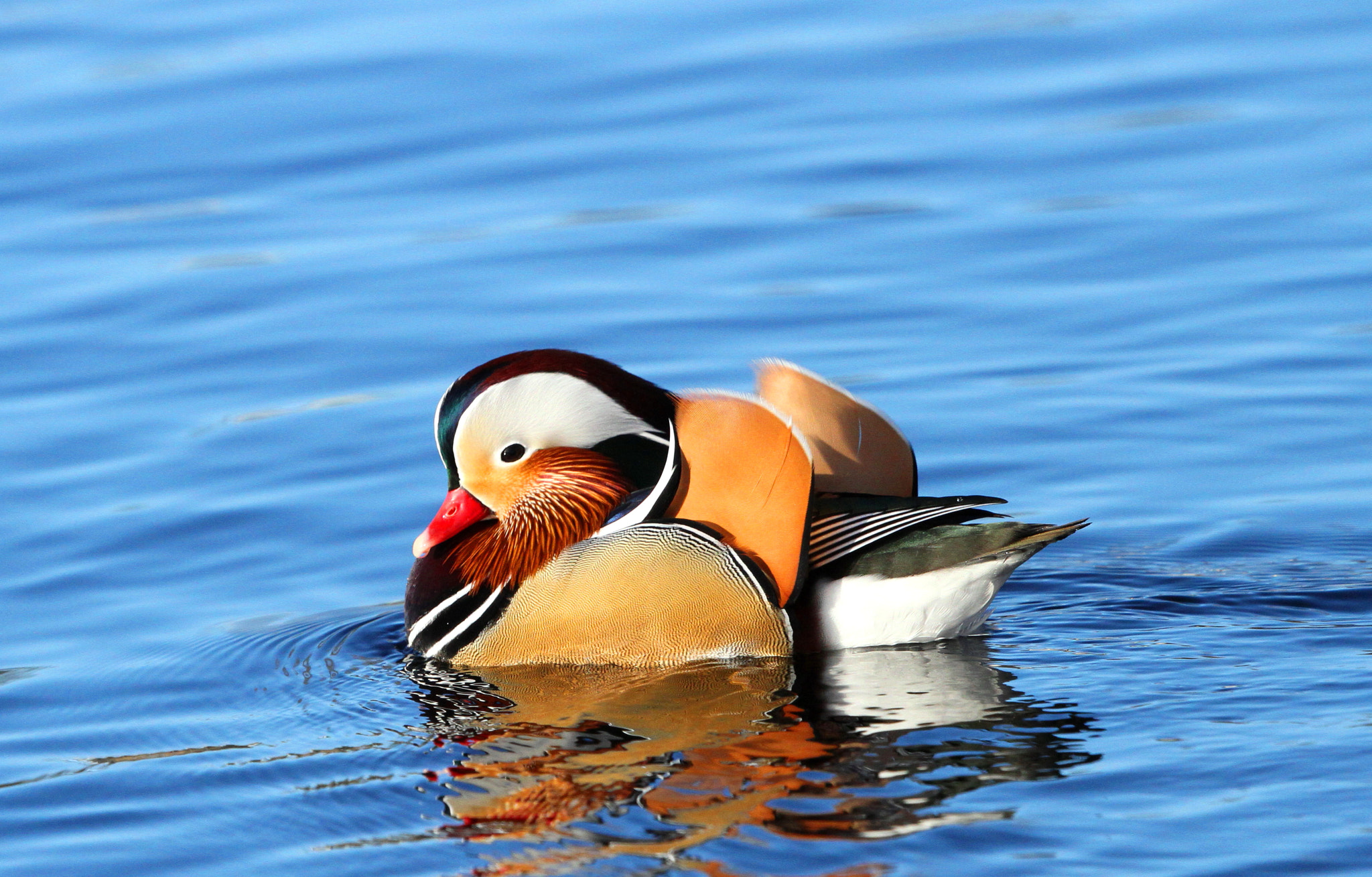 Canon EF 500mm F4L IS II USM sample photo. Mandarin duck photography