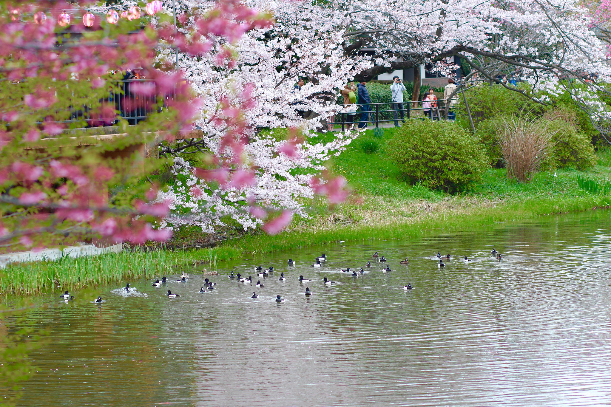 Canon EOS 600D (Rebel EOS T3i / EOS Kiss X5) sample photo. Sakura and duck photography