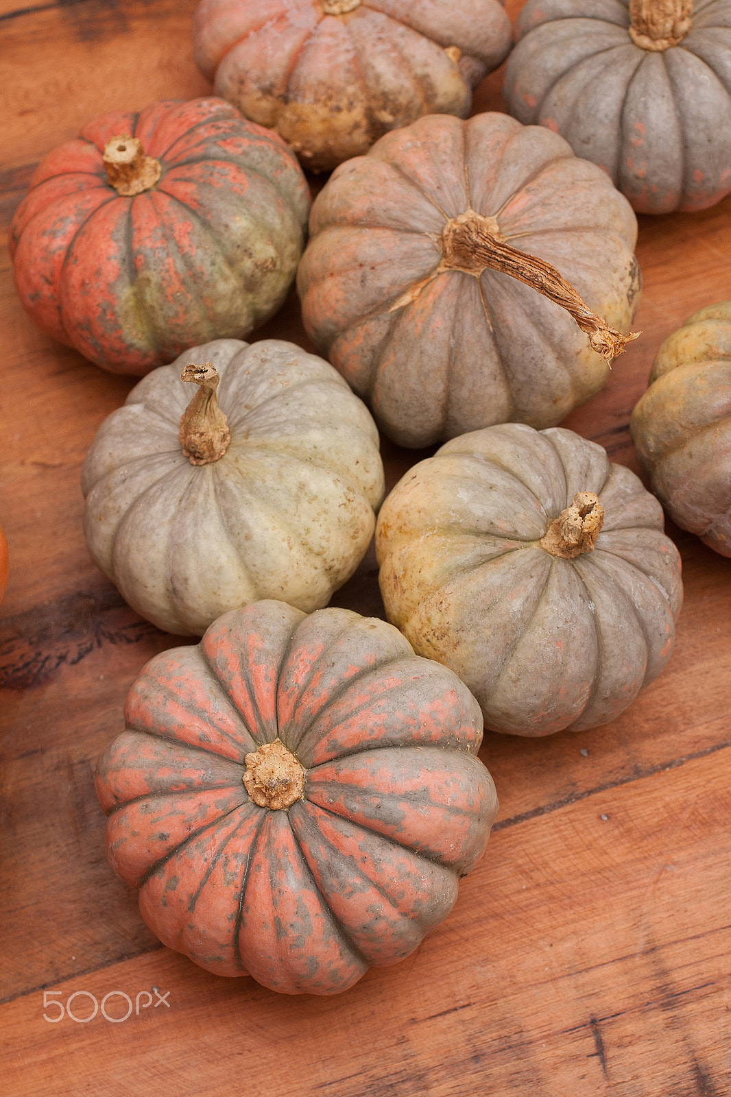 Canon EOS 40D + Sigma 50mm f/2.8 EX sample photo. Small punpkin from farm photography