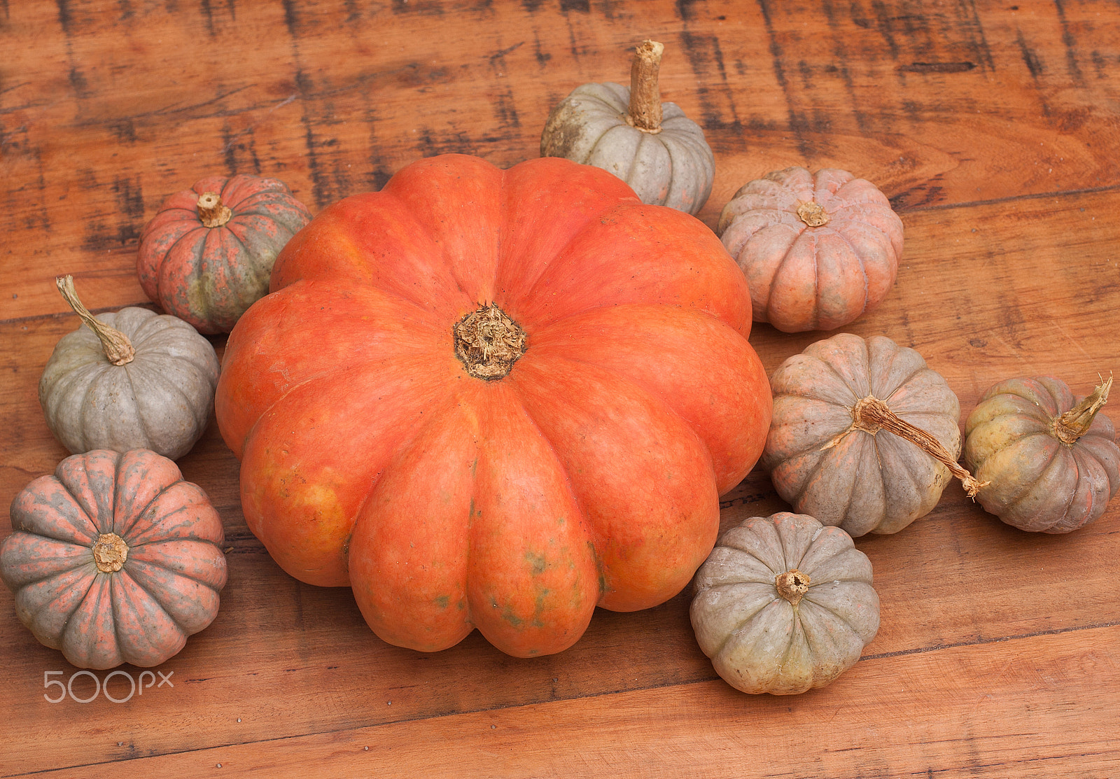 Canon EOS 40D + Sigma 50mm f/2.8 EX sample photo. Punpkin from farm photography