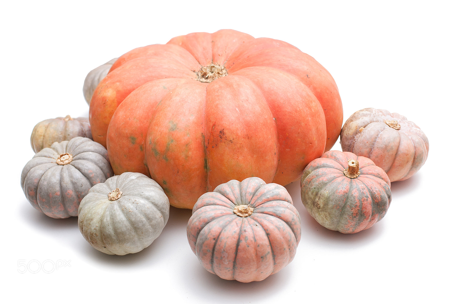 Canon EOS 40D + Sigma 50mm f/2.8 EX sample photo. Punpkin from farm photography