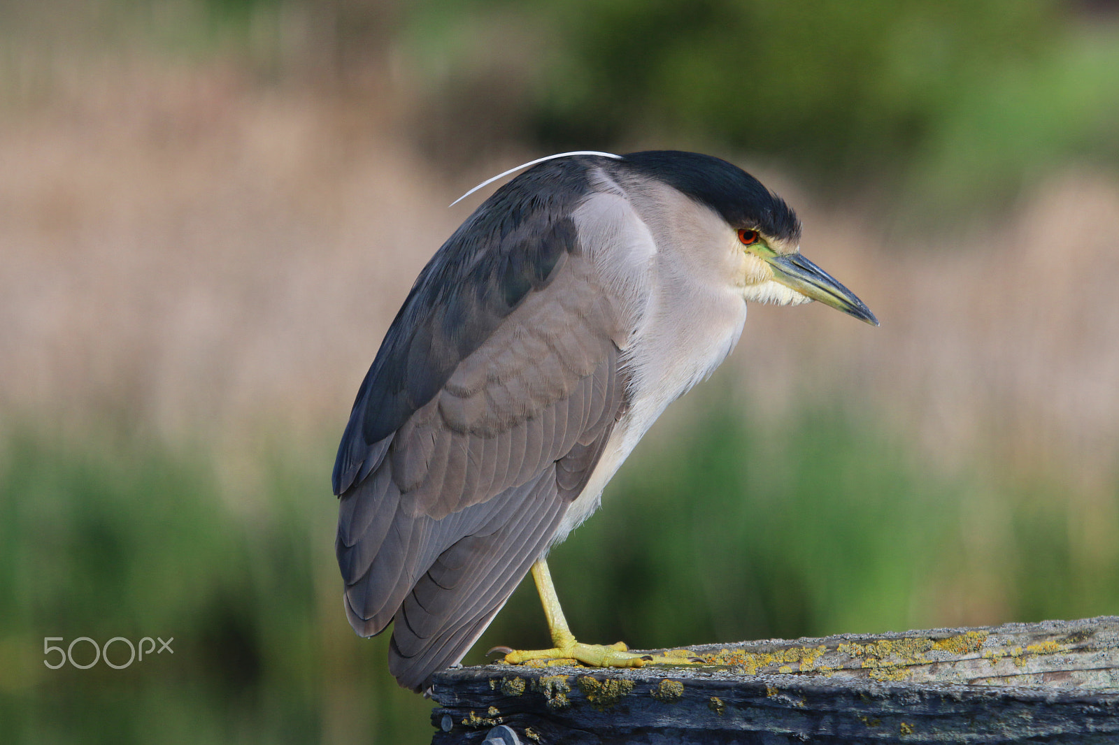 Canon EF 100-400mm F4.5-5.6L IS USM sample photo. Black crowned night heron photography