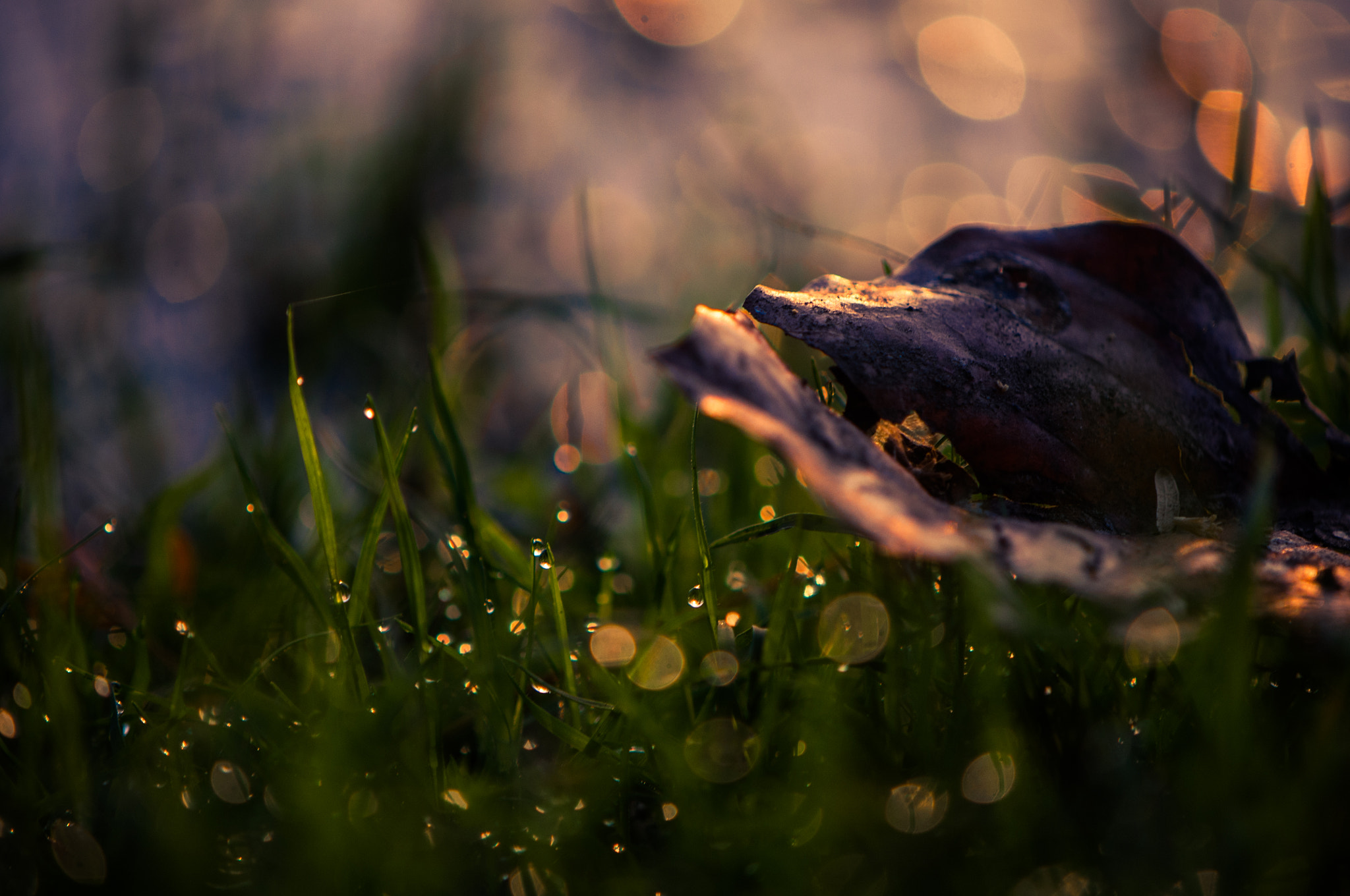 Nikon AF-S DX Micro-Nikkor 85mm F3.5G ED VR sample photo. Morning dew photography