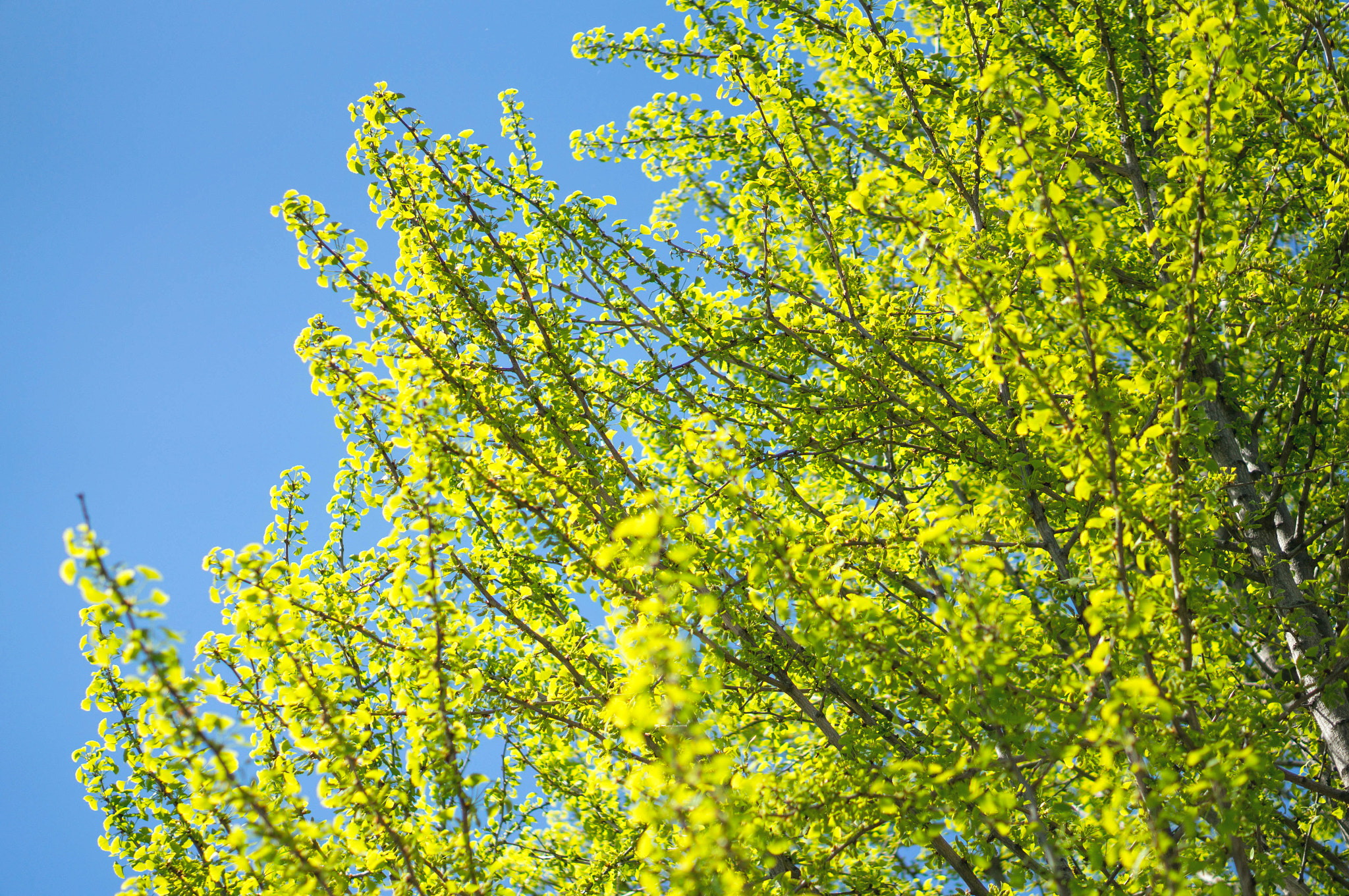 Sony Alpha NEX-5T + E 50mm F1.8 OSS sample photo. 新绿 photography