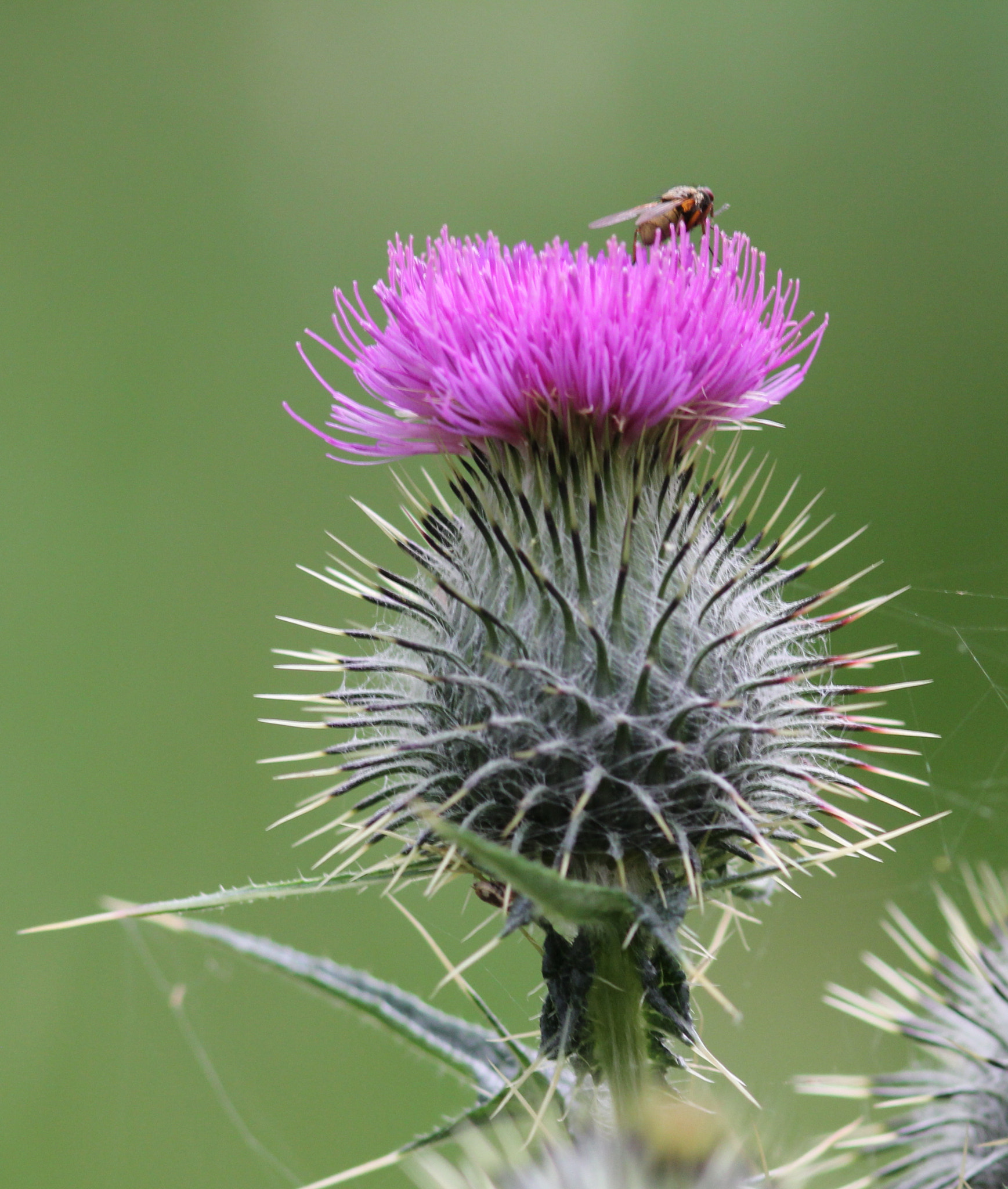Canon EOS 60D + Canon EF 300mm F4L IS USM sample photo. Scottish thistle photography