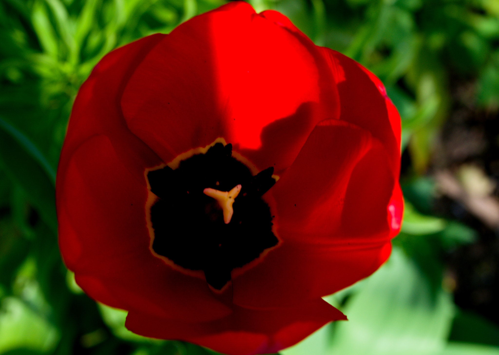 18.00 - 55.00 mm f/3.5 - 5.6 sample photo. The spring arose photography