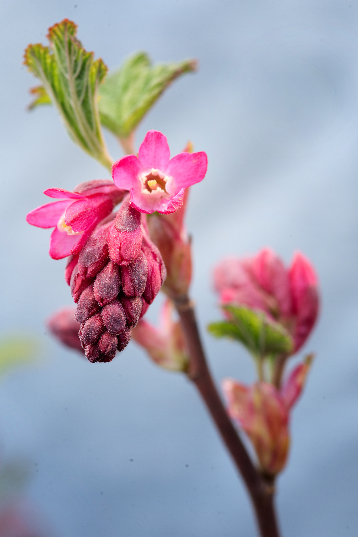 ZEISS Makro-Planar T* 100mm F2 sample photo