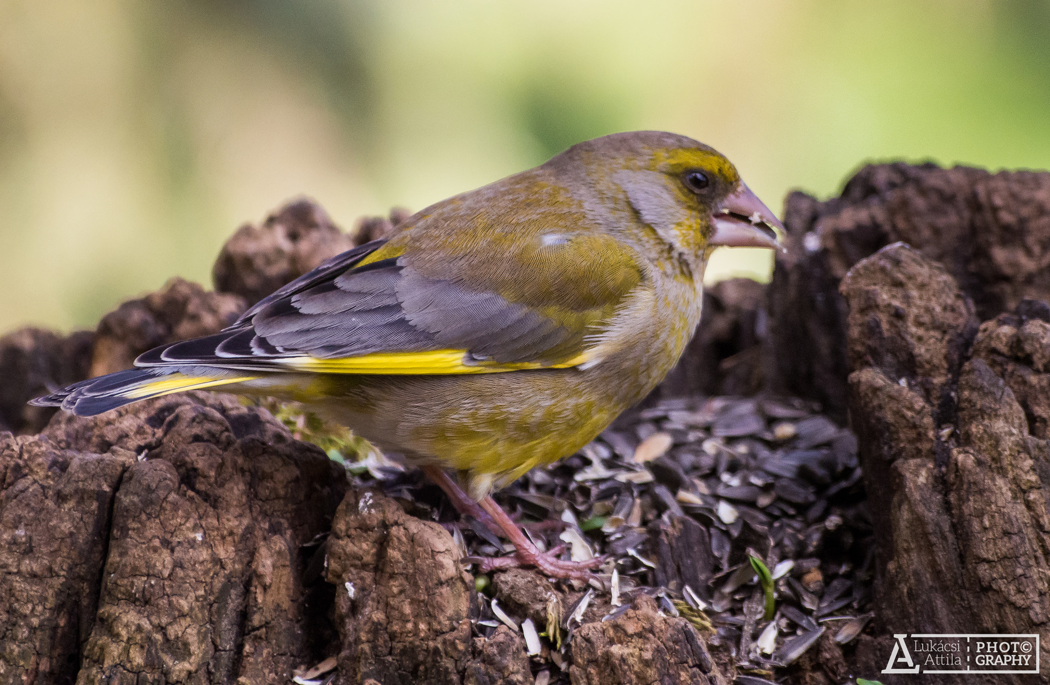 Olympus Zuiko Digital ED 70-300mm F4.0-5.6 sample photo. Greenfinch photography