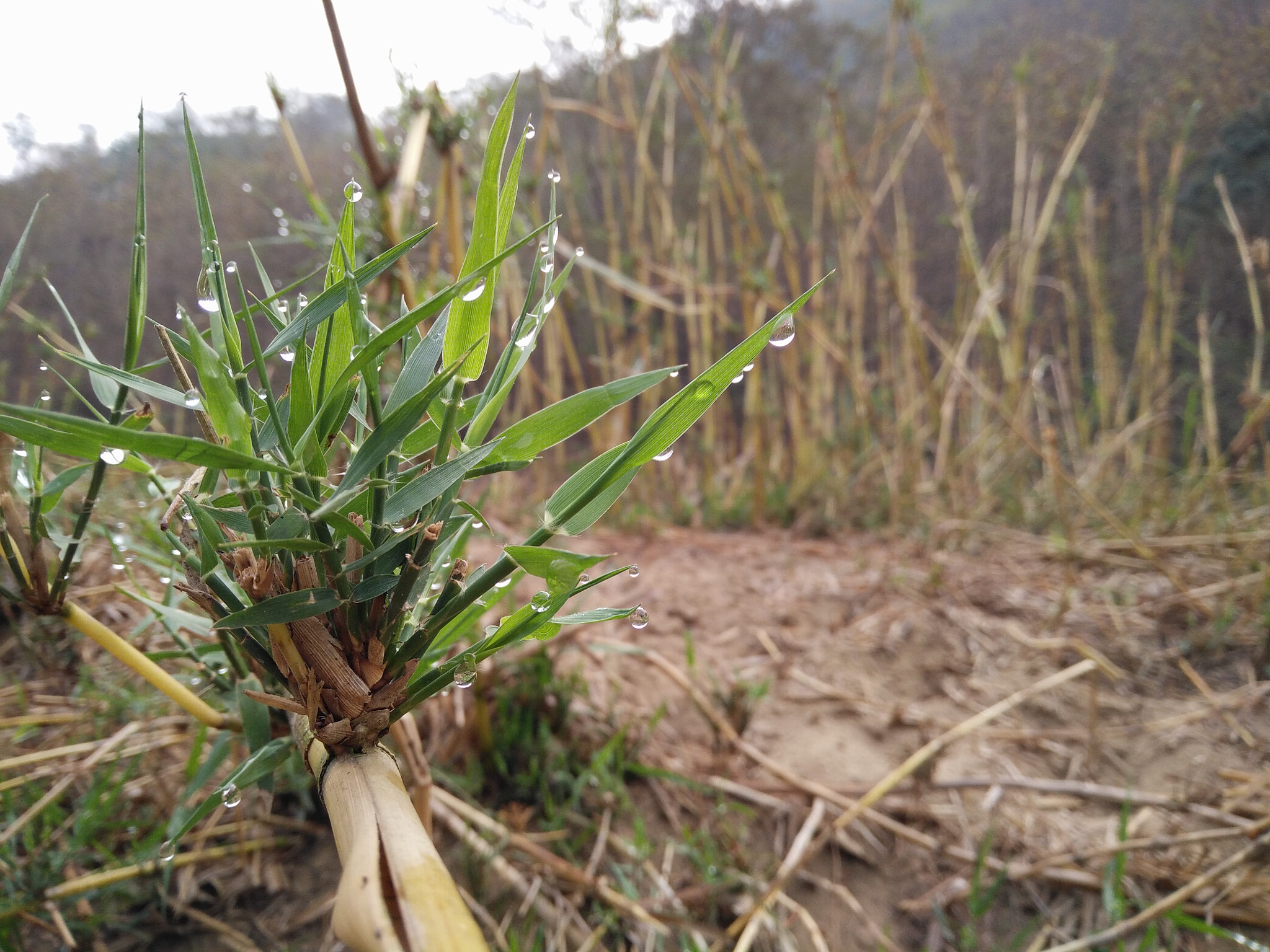 OnePlus ONE E1001 sample photo. Grass with fog photography
