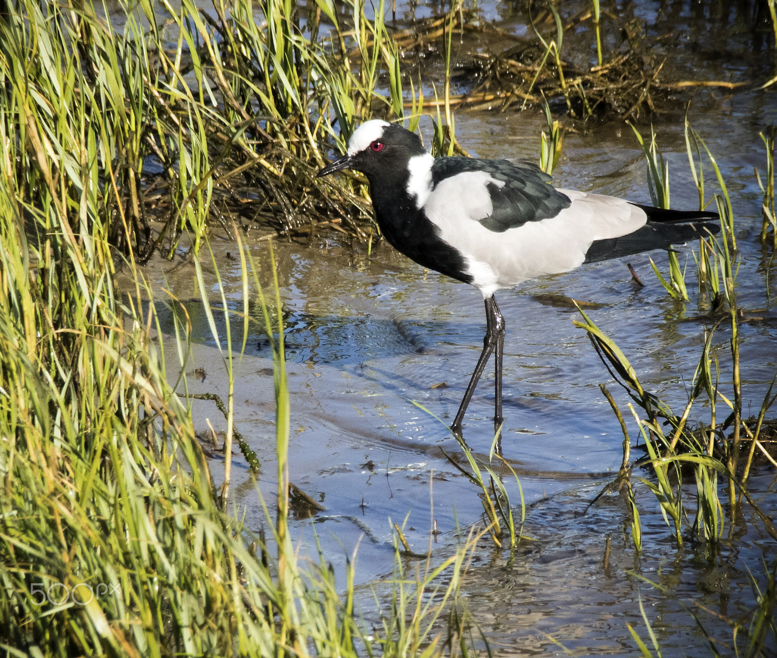 Sigma 18-250mm F3.5-6.3 DC OS HSM sample photo. Blacksmith plover photography