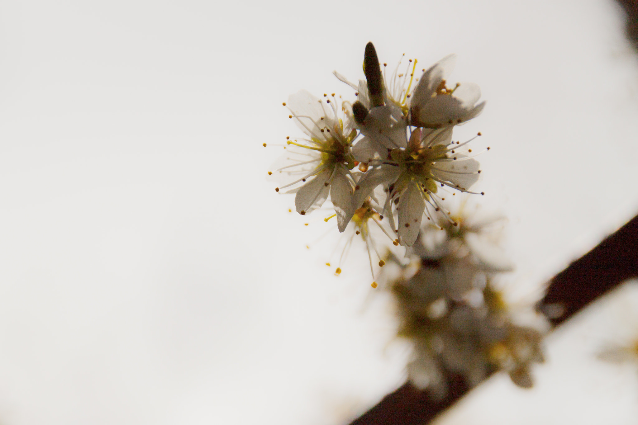 Sigma 18-250mm F3.5-6.3 DC OS HSM sample photo. Sign of spring photography