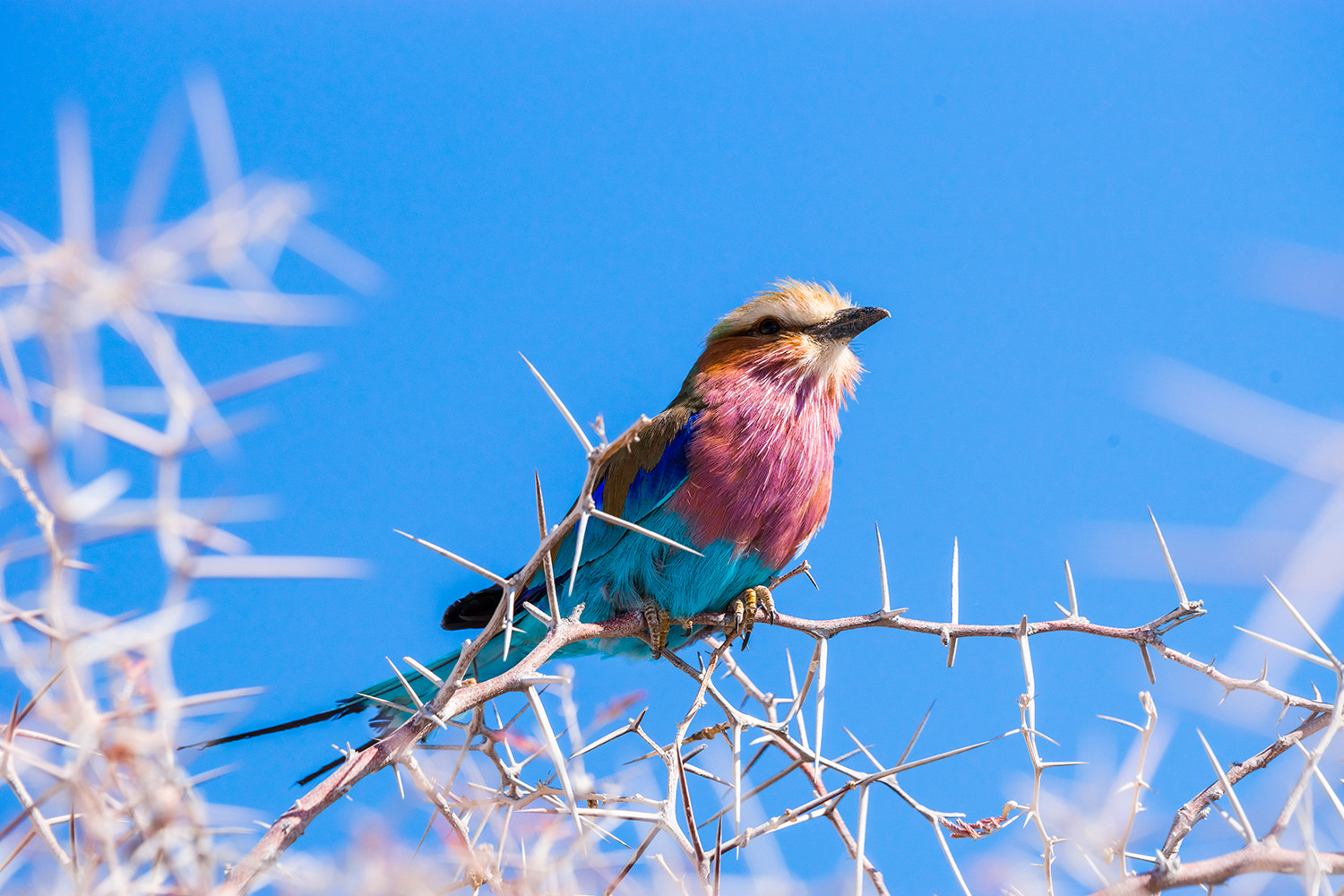 Sony a99 II + Sony 70-400mm F4-5.6 G SSM sample photo. Lilac-breasted roller photography
