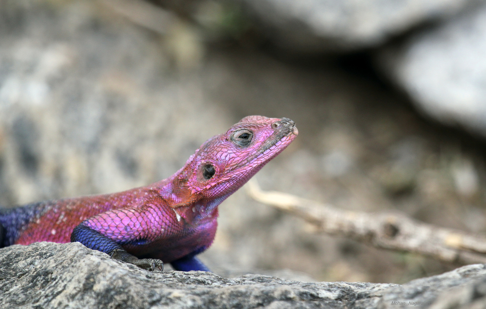 Canon EOS 550D (EOS Rebel T2i / EOS Kiss X4) + Canon EF 100-400mm F4.5-5.6L IS USM sample photo. Agama lizard photography