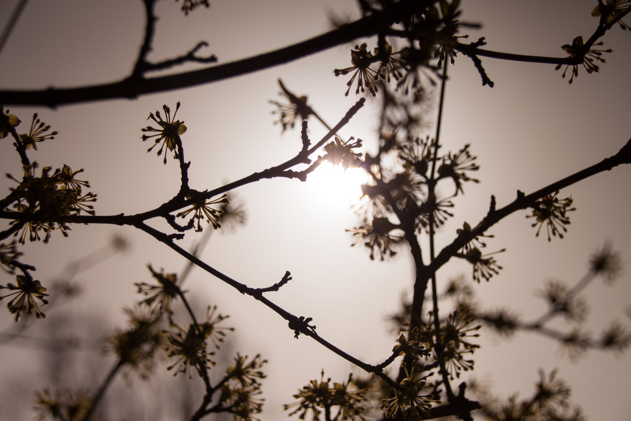 Sigma 18-250mm F3.5-6.3 DC OS HSM sample photo. Mystical spring photography