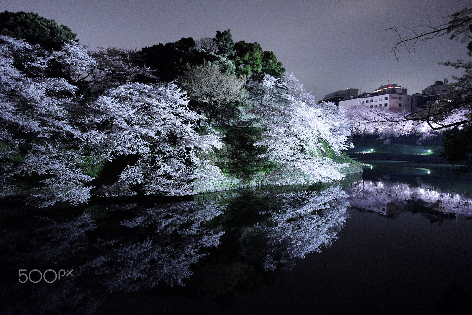 Fujifilm X-M1 + Fujifilm XF 14mm F2.8 R sample photo. Sakura night photography