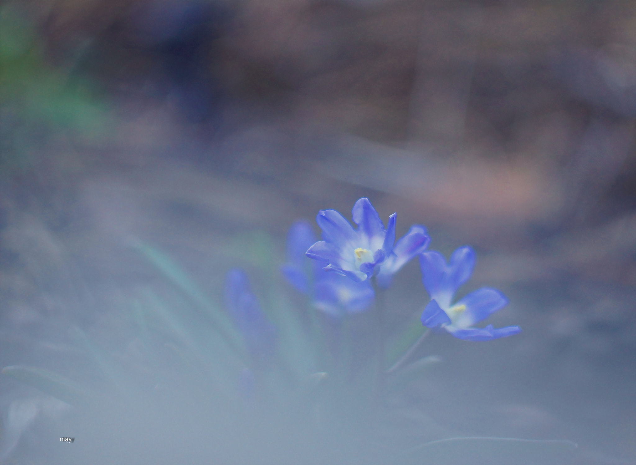 Sony SLT-A65 (SLT-A65V) + Minolta AF 50mm F1.7 sample photo. весенний сон.. photography
