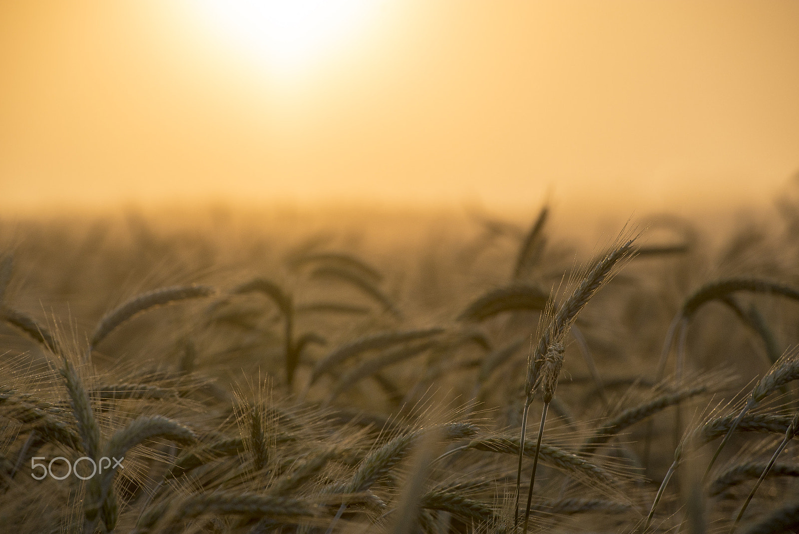 Sony a7S + Tamron 18-270mm F3.5-6.3 Di II PZD sample photo. Misty wheat field photography