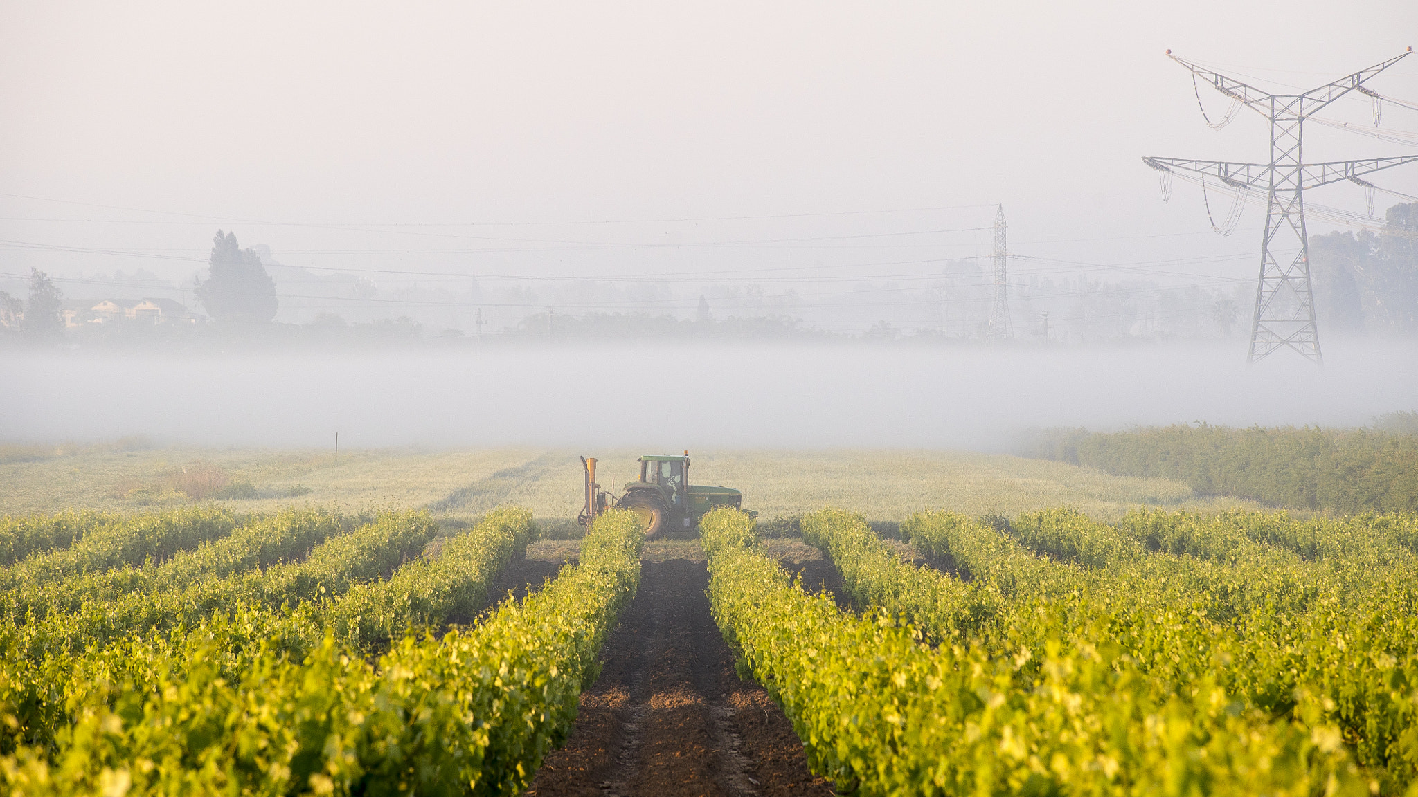 Tamron 18-270mm F3.5-6.3 Di II PZD sample photo. Mist rolling through the vineyard photography