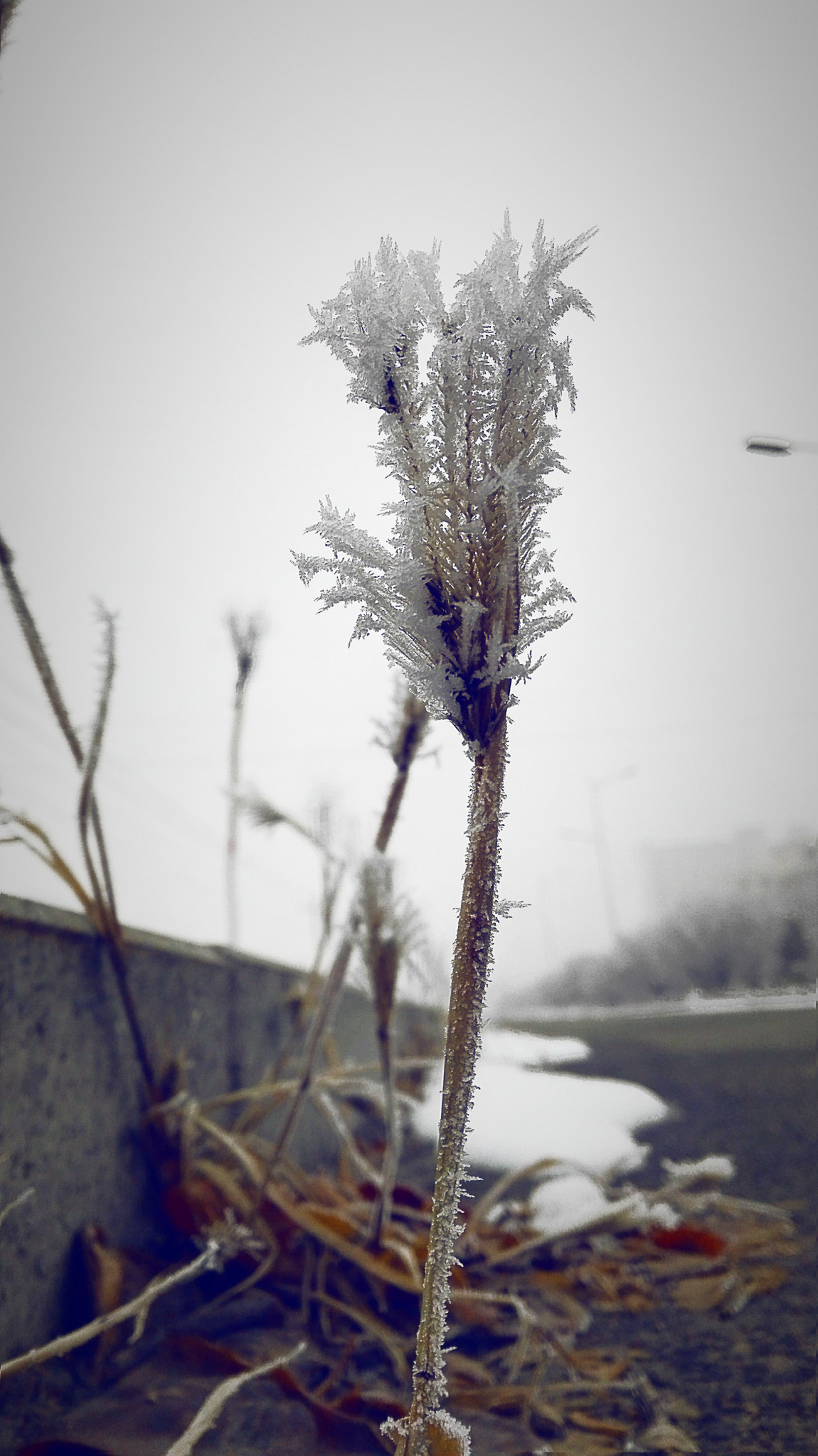 HUAWEI Che2-UL00 sample photo. Silver thaw  photography
