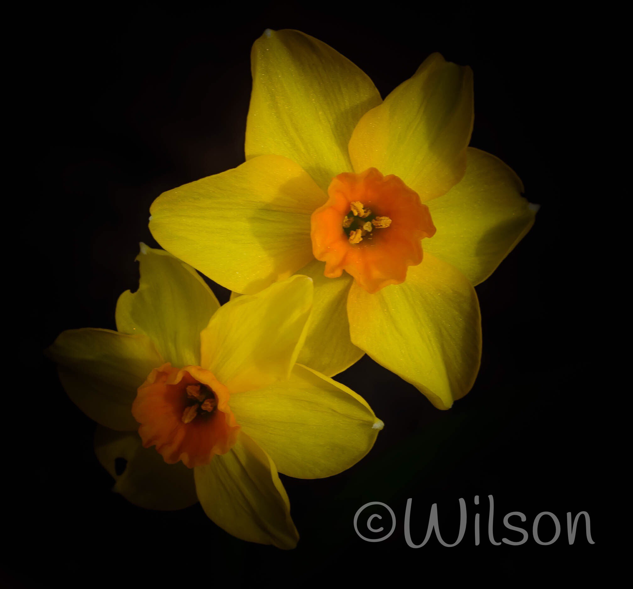 Nikon D750 + Nikon AF-S DX Nikkor 18-55mm F3.5-5.6G VR sample photo. Colour double daffodils photography
