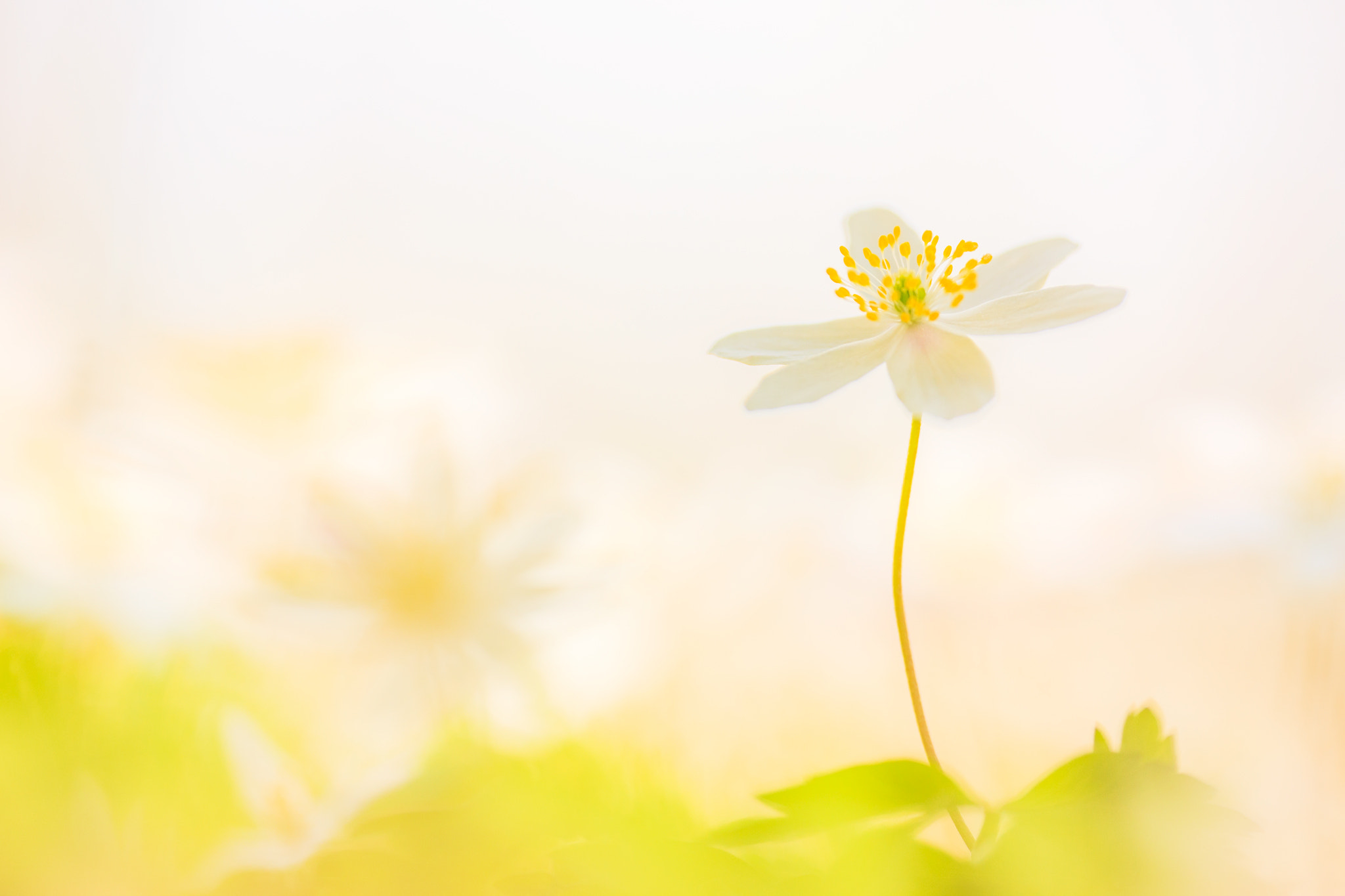 Sigma APO Macro 180mm F2.8 EX DG OS HSM sample photo. Spring fever photography