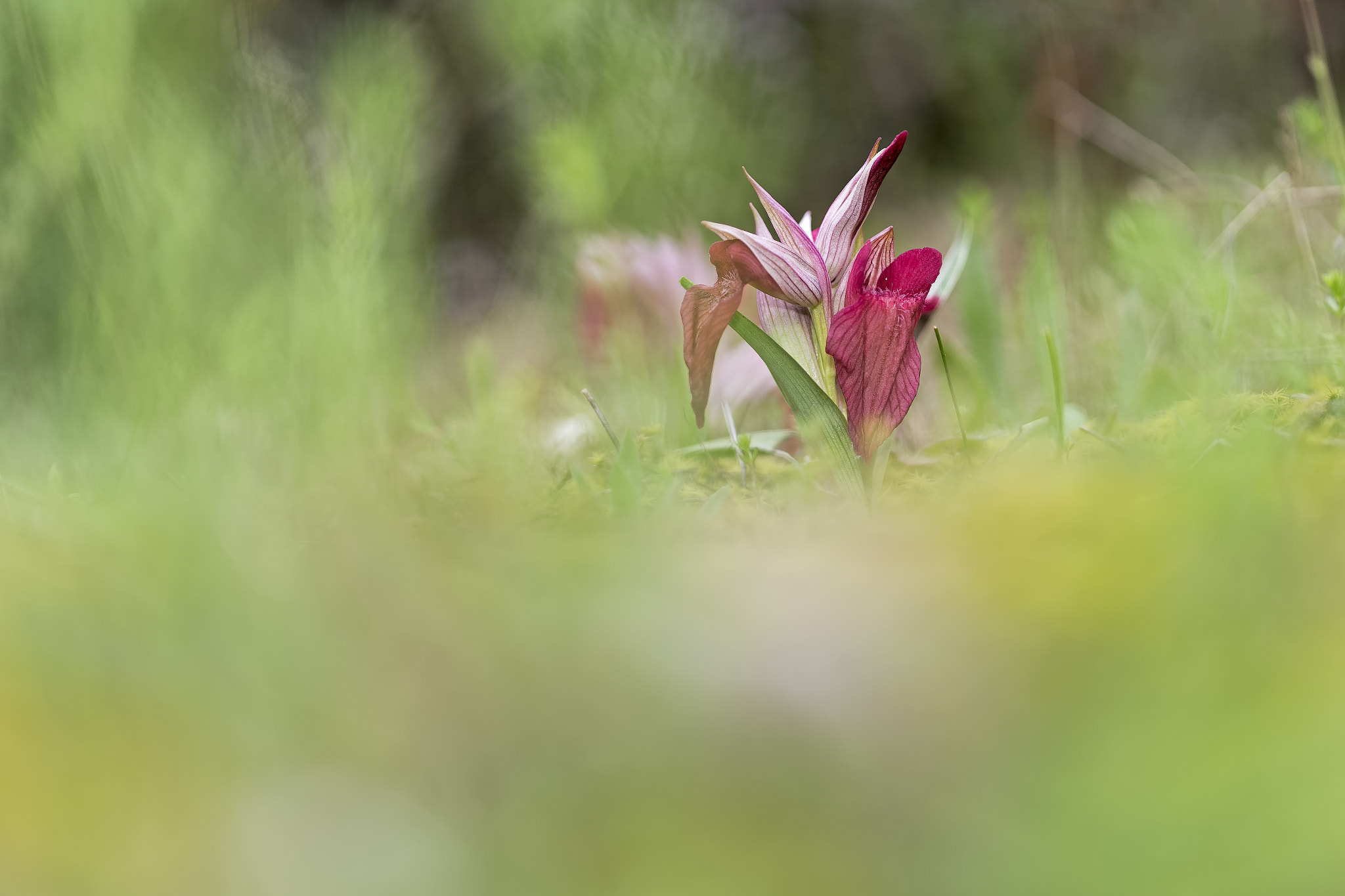Canon EOS-1D X + Canon EF 100mm F2.8 Macro USM sample photo. Time of orchids... photography