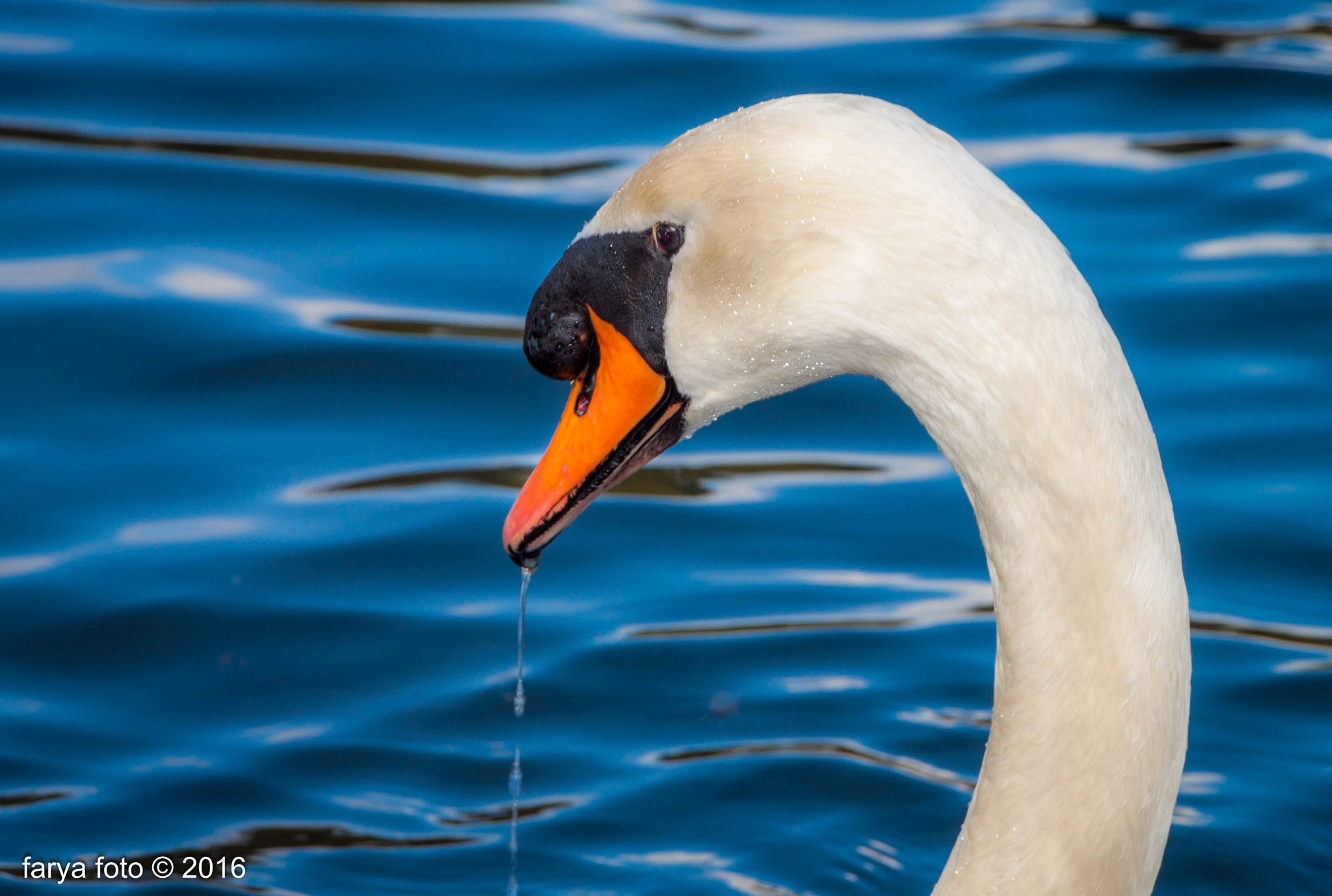 Canon EF-S 18-135mm F3.5-5.6 IS STM sample photo. Swan lake photography