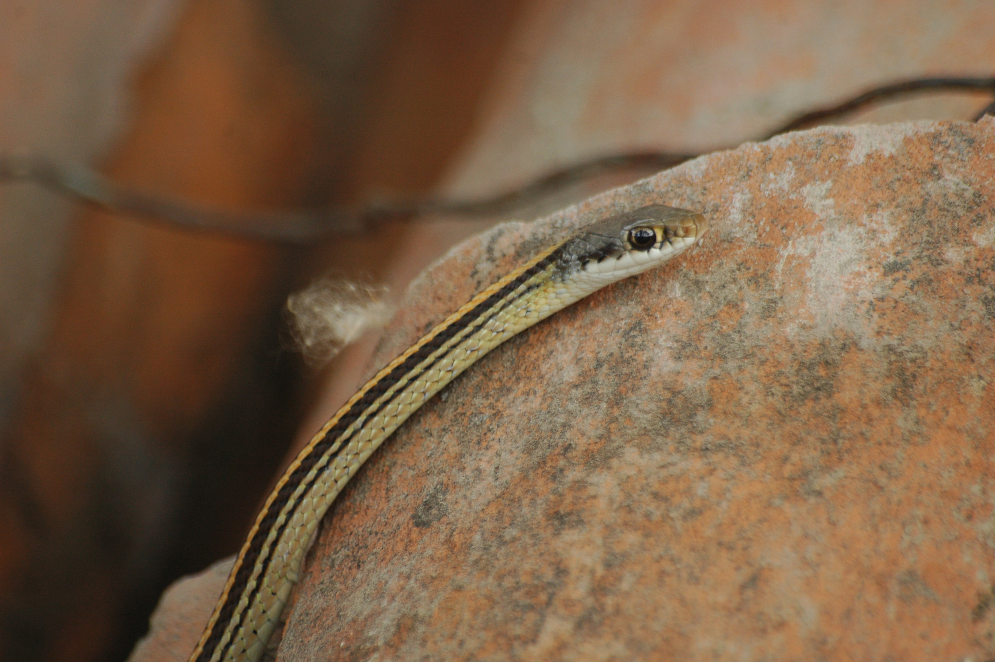 Nikon D70 + Sigma 70-300mm F4-5.6 APO Macro Super II sample photo. Little snake photography