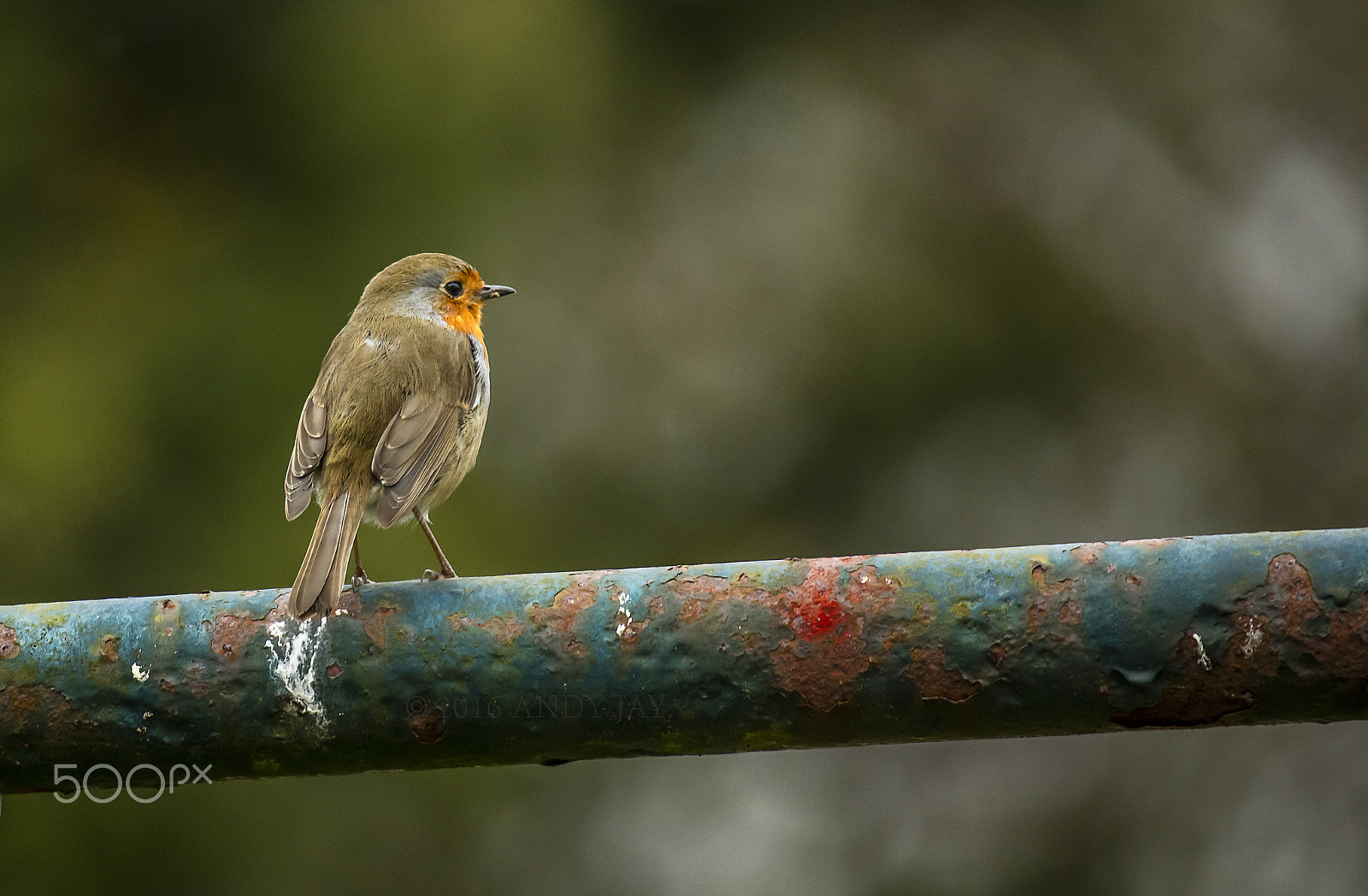 Canon EF 100-400mm F4.5-5.6L IS USM sample photo. The irish robin... photography