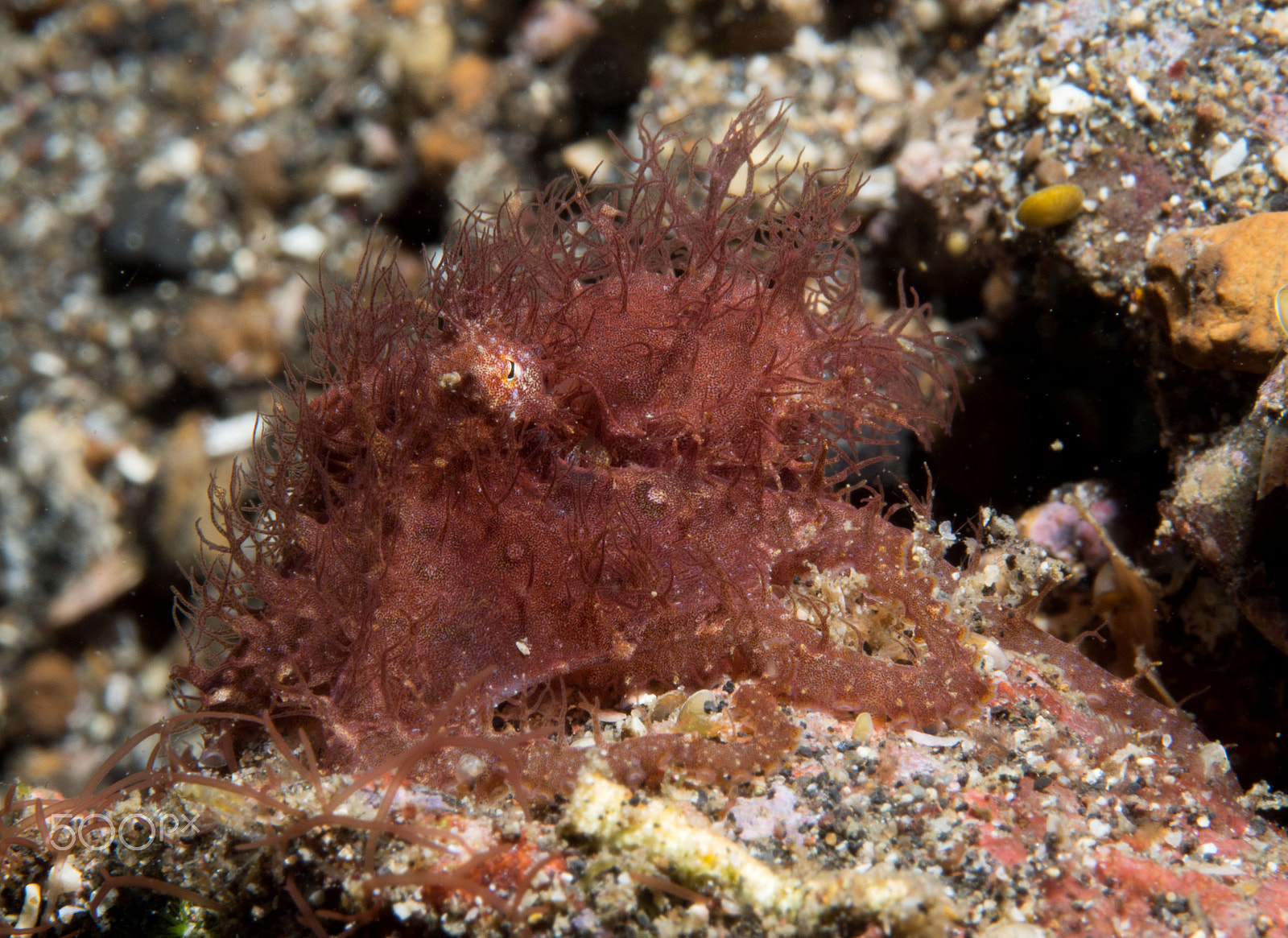 Panasonic Leica DG Macro-Elmarit 45mm F2.8 ASPH OIS sample photo. Hairy octopus photography