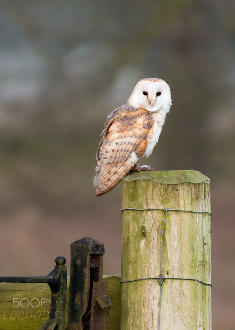 Nikon AF-S Nikkor 200-400mm F4G ED-IF VR sample photo. Barn owl on gate photography