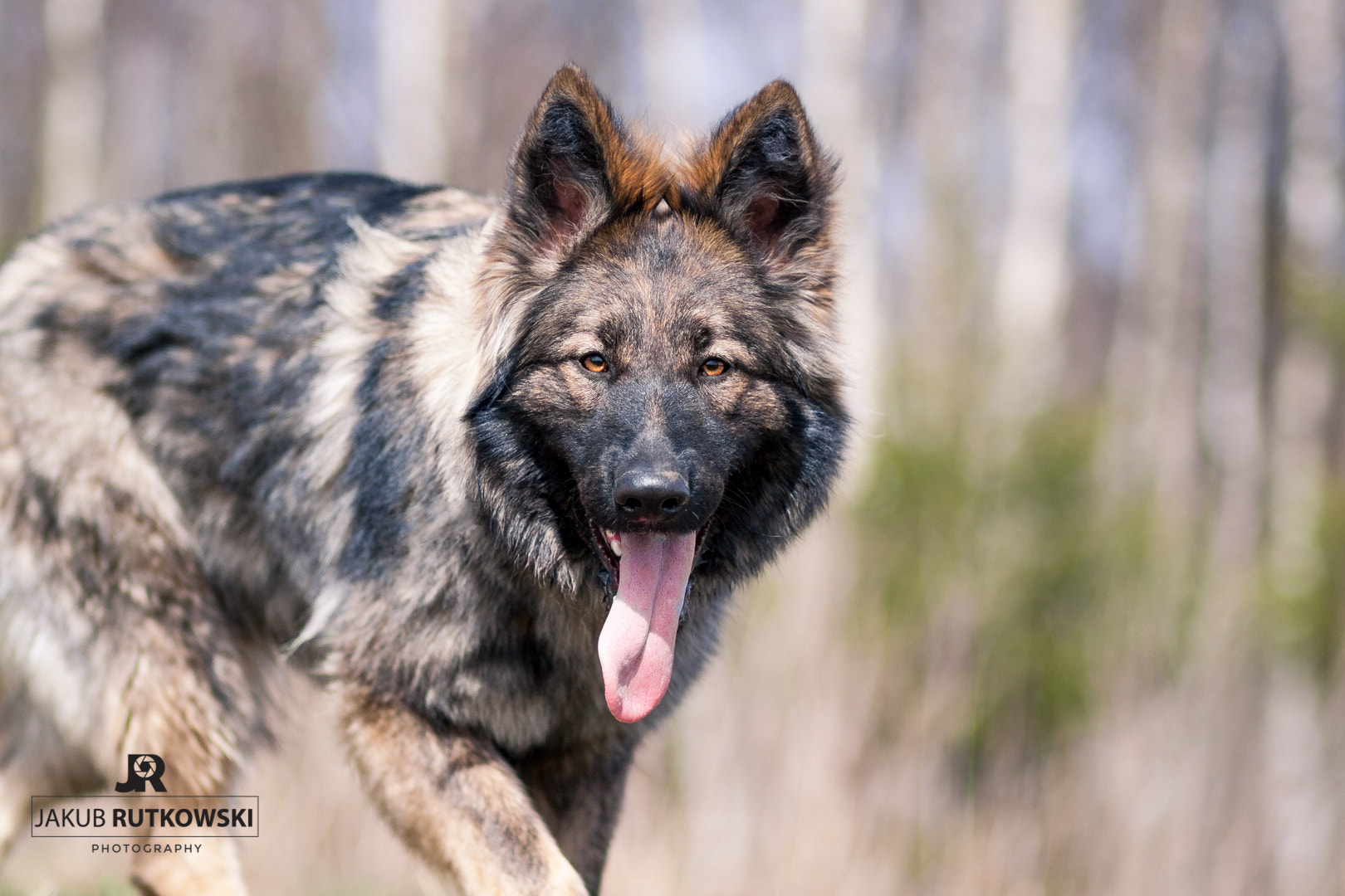 Canon EOS 1000D (EOS Digital Rebel XS / EOS Kiss F) + Canon EF 85mm F1.8 USM sample photo. In forest... photography