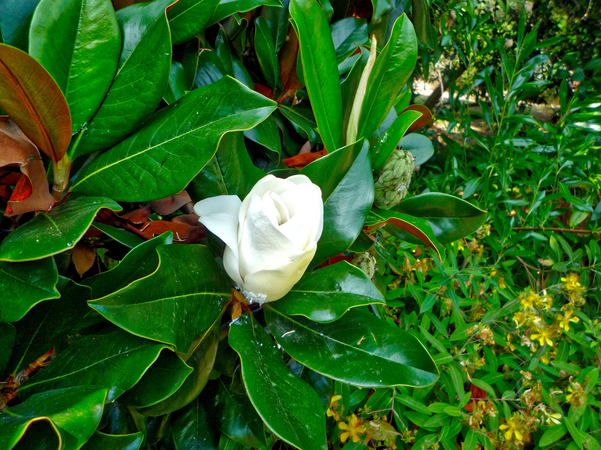 Panasonic DMC-FX35 sample photo. Tulip photography