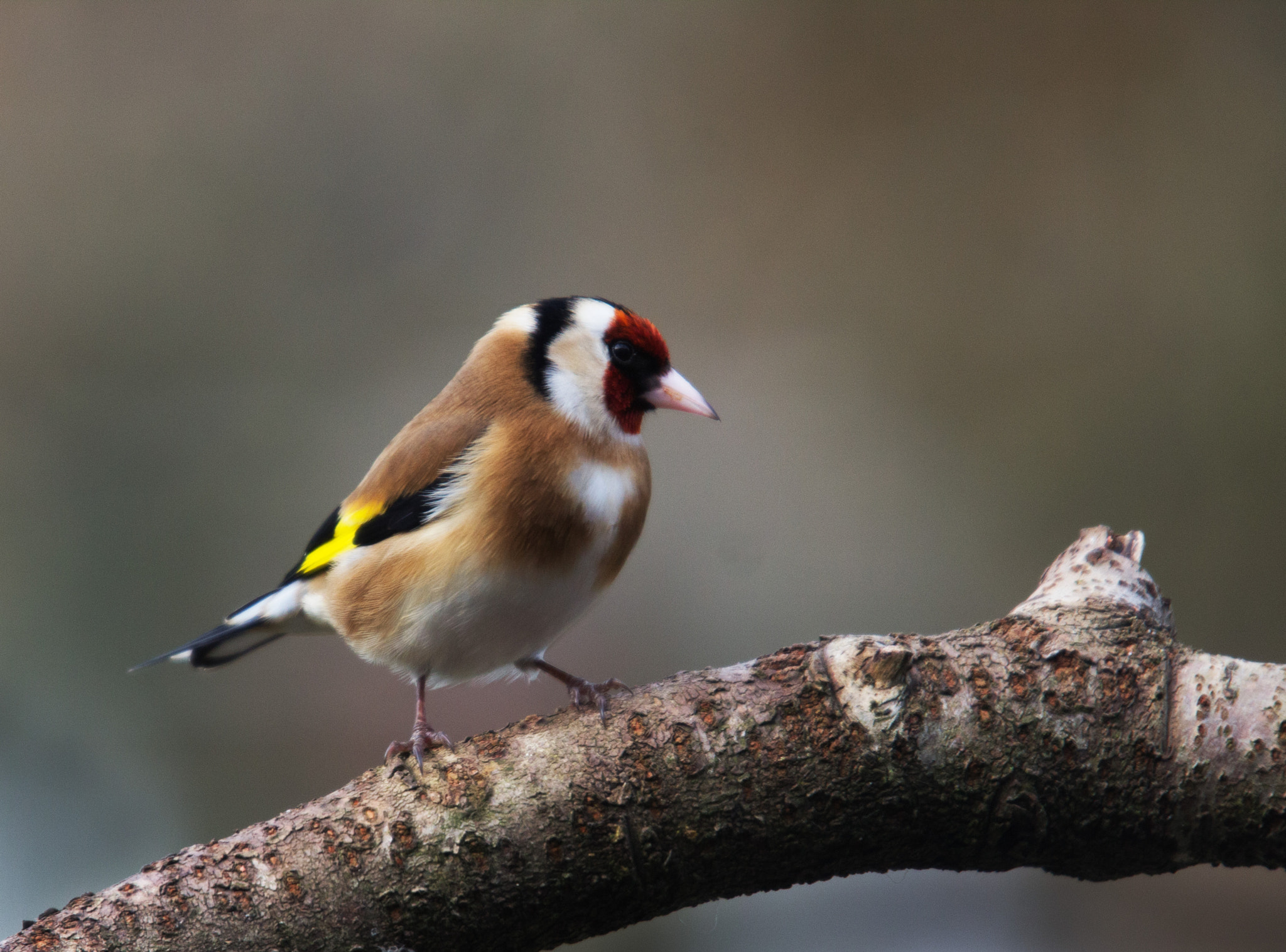 Canon EOS 600D (Rebel EOS T3i / EOS Kiss X5) + Sigma 50-500mm f/4-6.3 APO HSM EX sample photo. Goldfinch photography