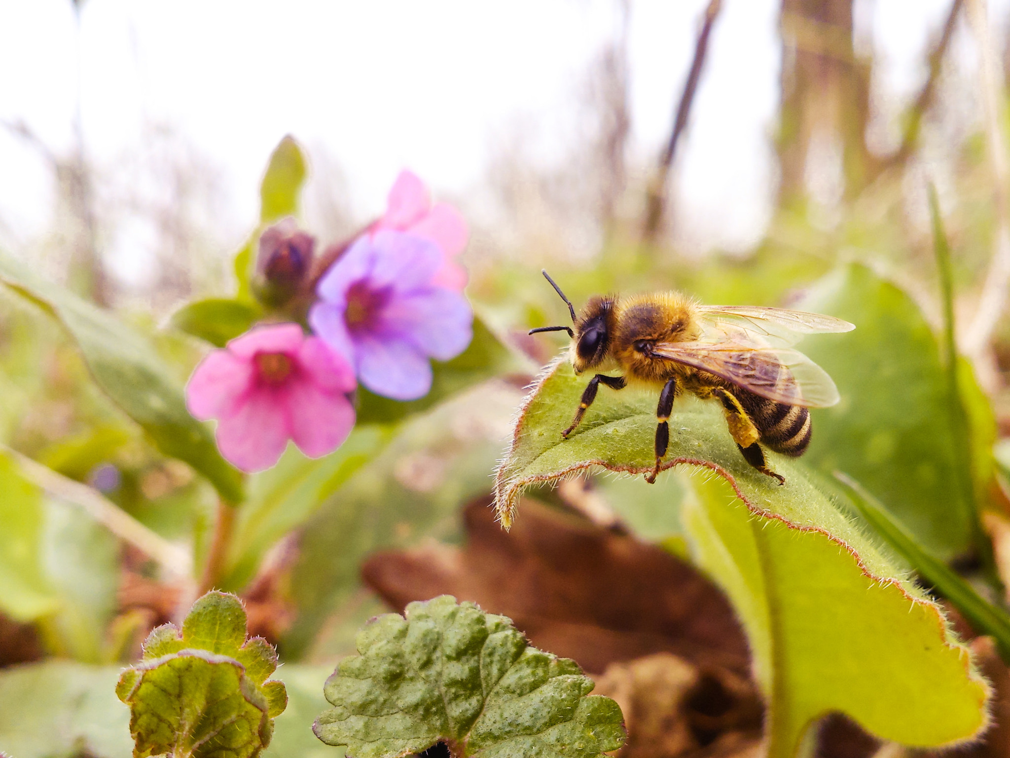 Sony Xperia V sample photo. Flower bee photography