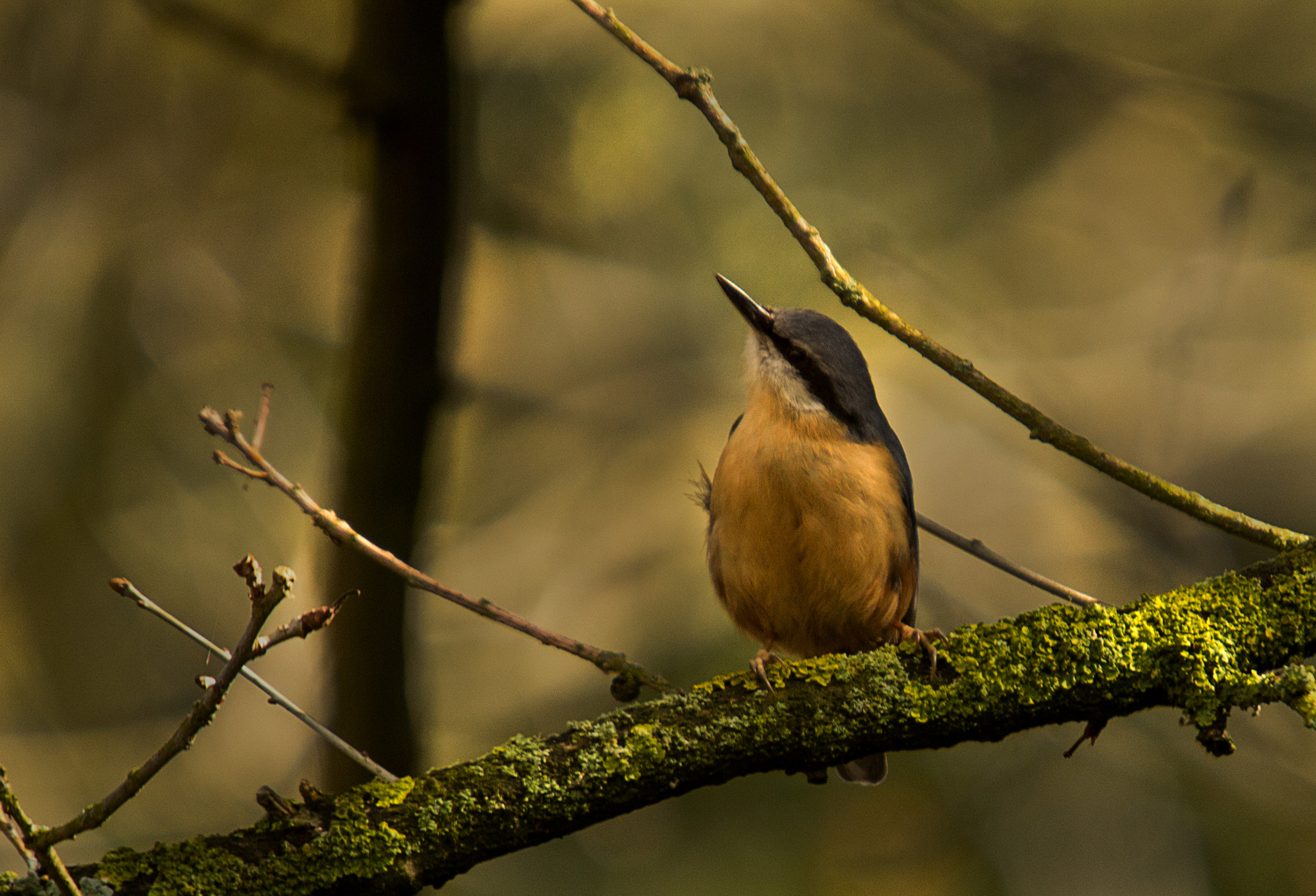 Canon EOS 600D (Rebel EOS T3i / EOS Kiss X5) + Sigma 50-500mm f/4-6.3 APO HSM EX sample photo. Nuthatch photography