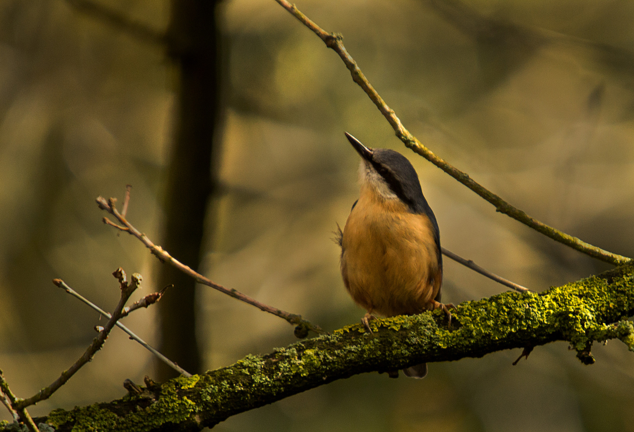 Sigma 50-500mm f/4-6.3 APO HSM EX sample photo. Nuthatch photography