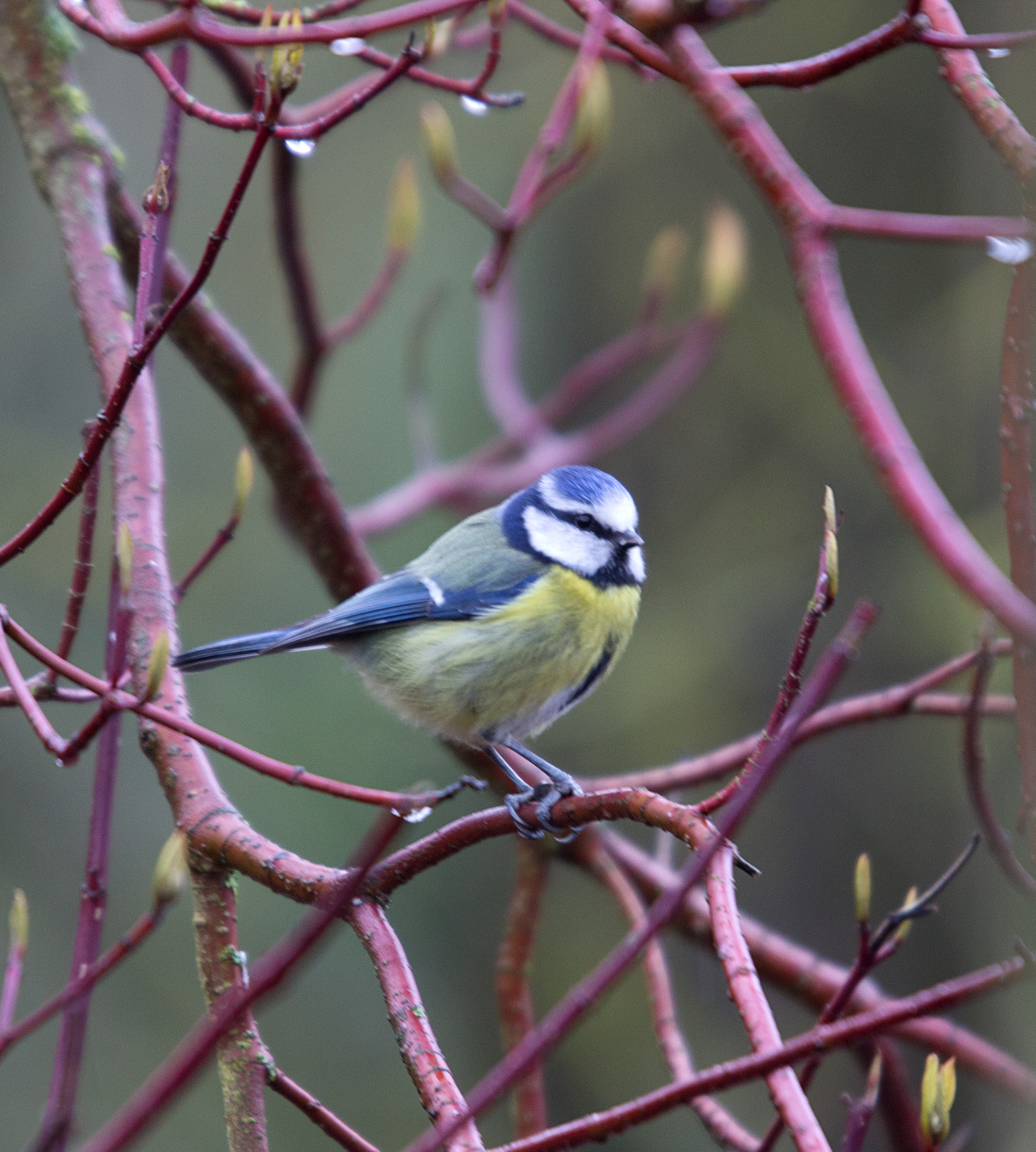 Sigma 50-500mm f/4-6.3 APO HSM EX sample photo. Blue tit photography